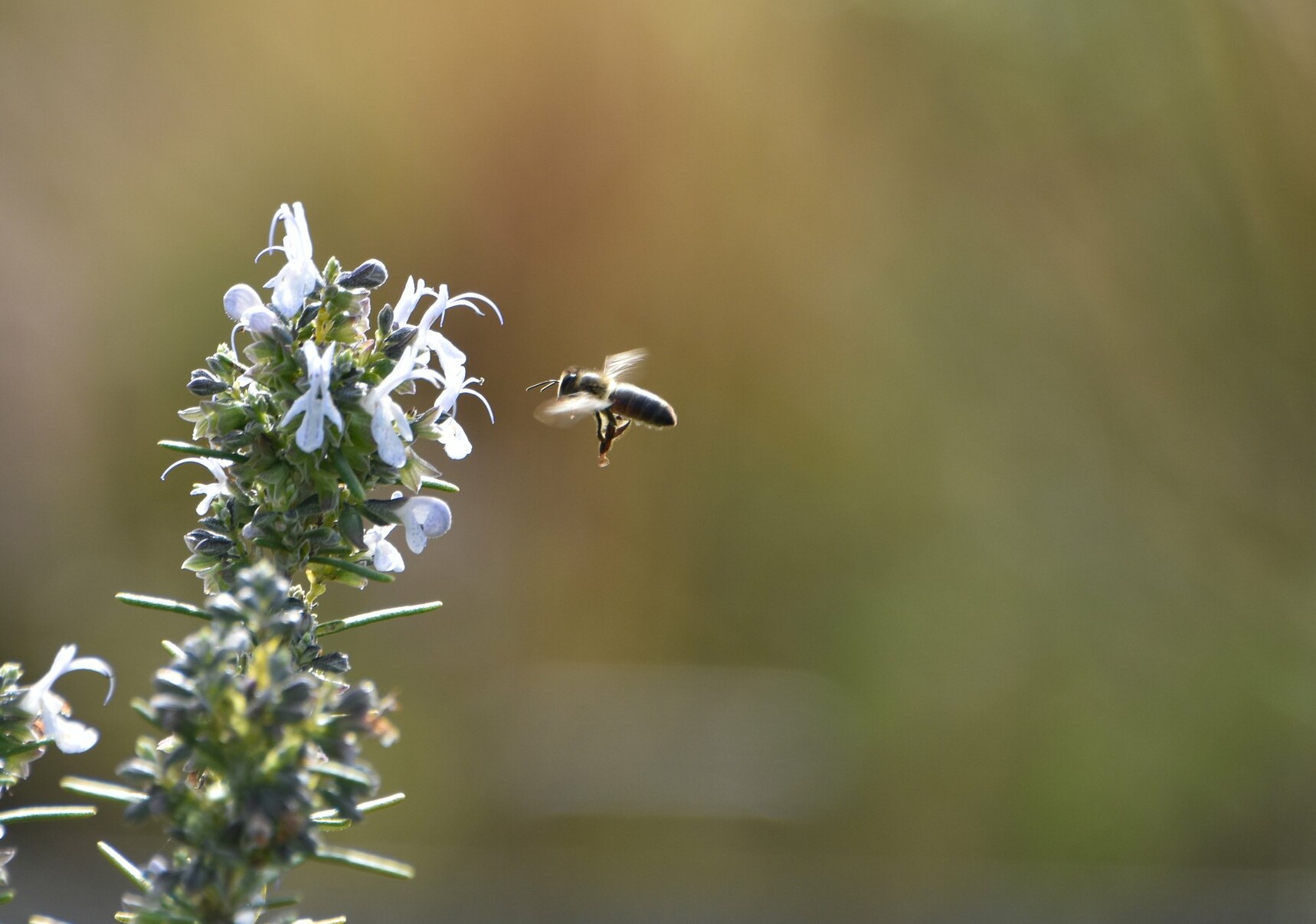 Bee coming in for pollen