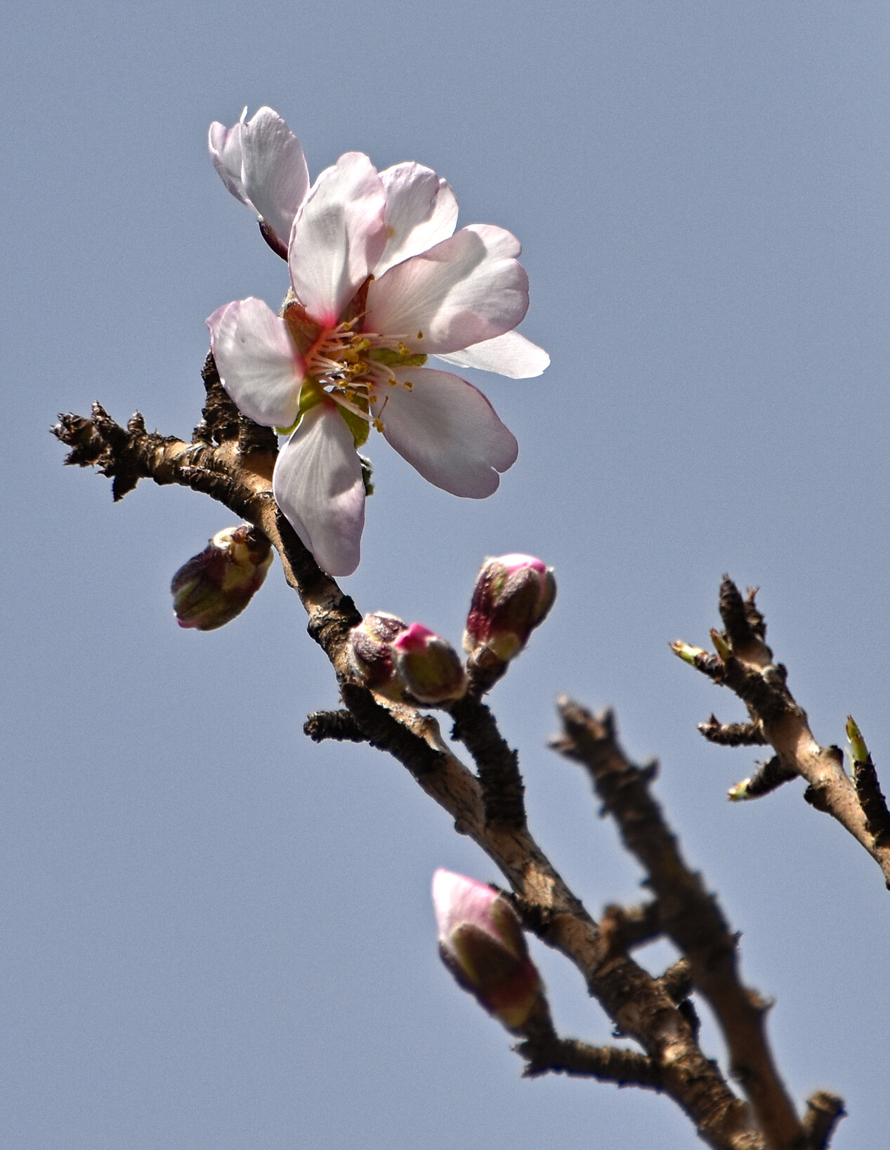 Almond blossom