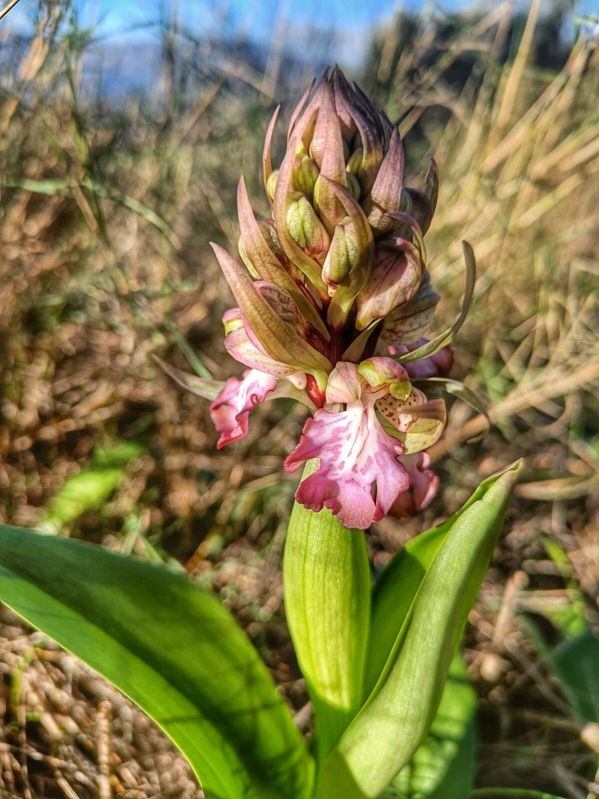 Giant orchid flower