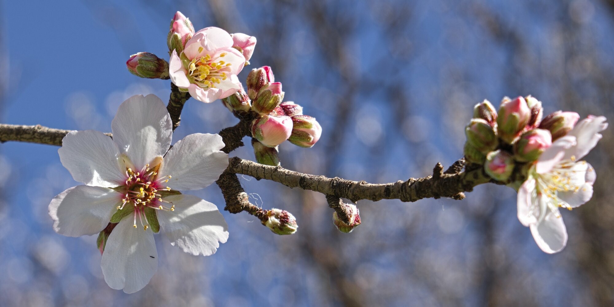 Beautiful almond blossom