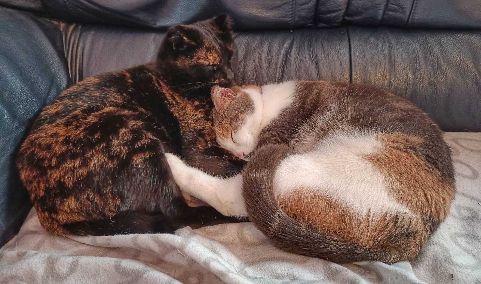 Cats snuggling