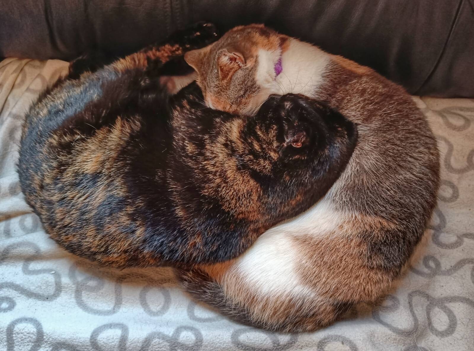 Cats cuddled up