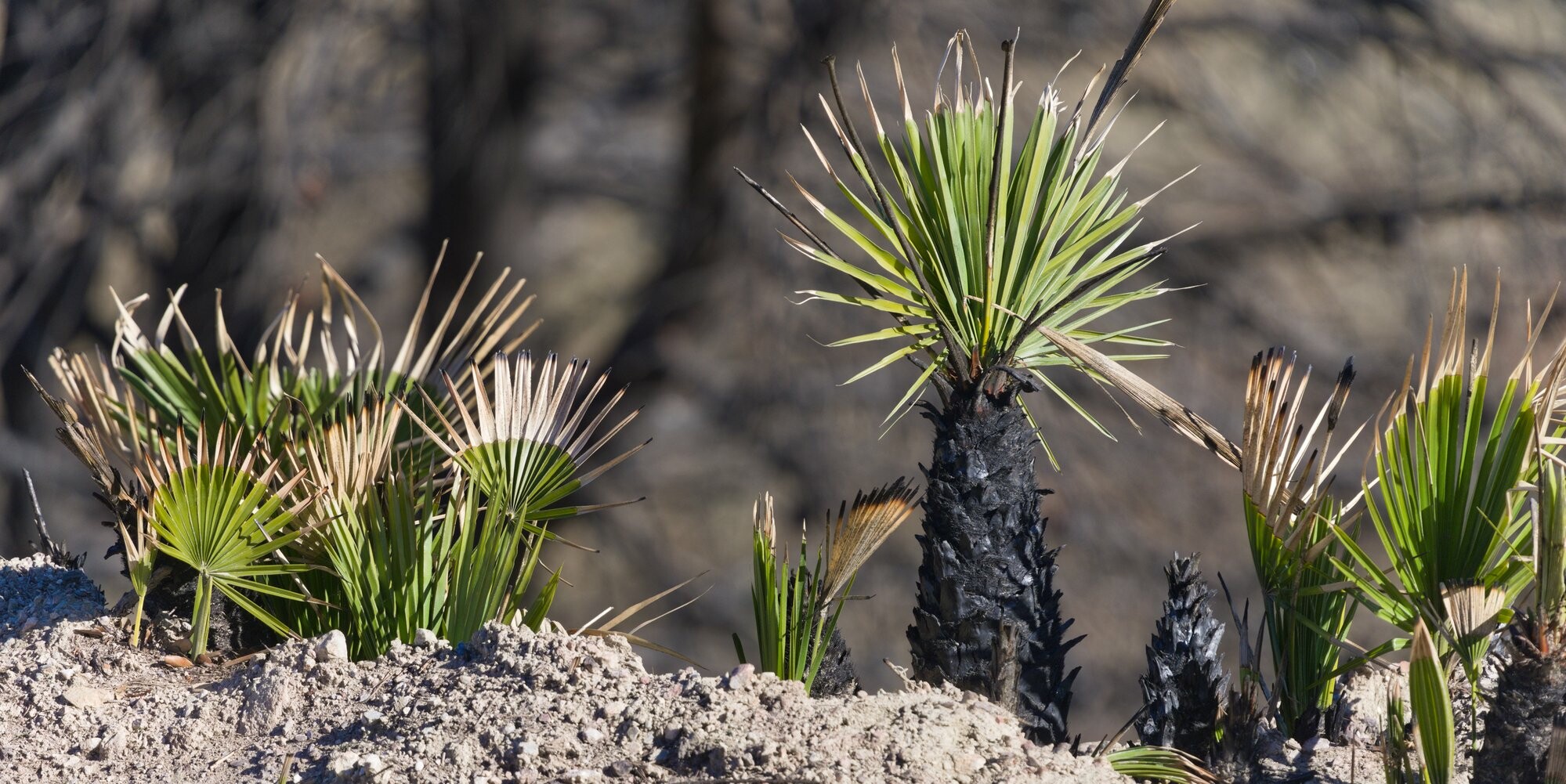 Burnt young palm trees pushing up through the ash from a wildfire