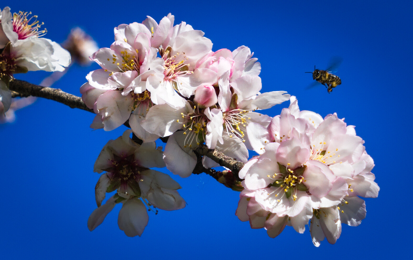 A bee flying into almond tree blossom