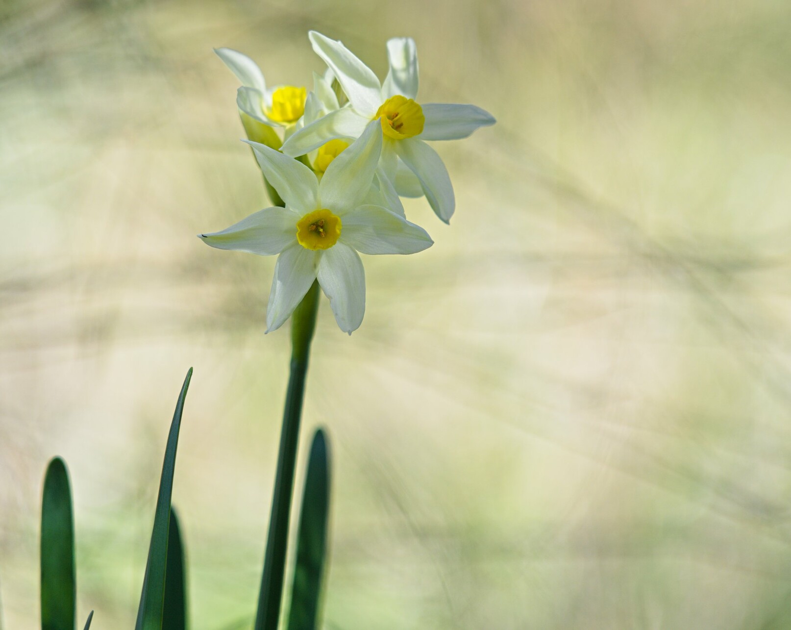 Tiny Narcissus with six white petals and a yellow trumpet.