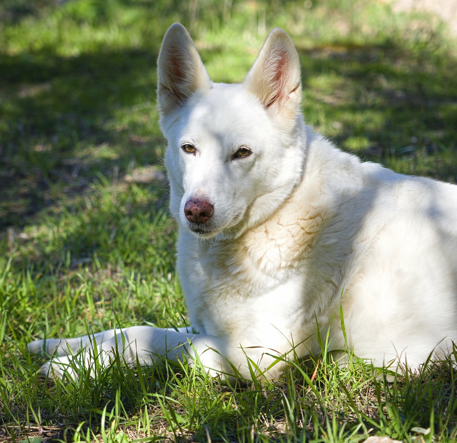 A picture of Rita the white dog, mix husky german shephered, laying in grass