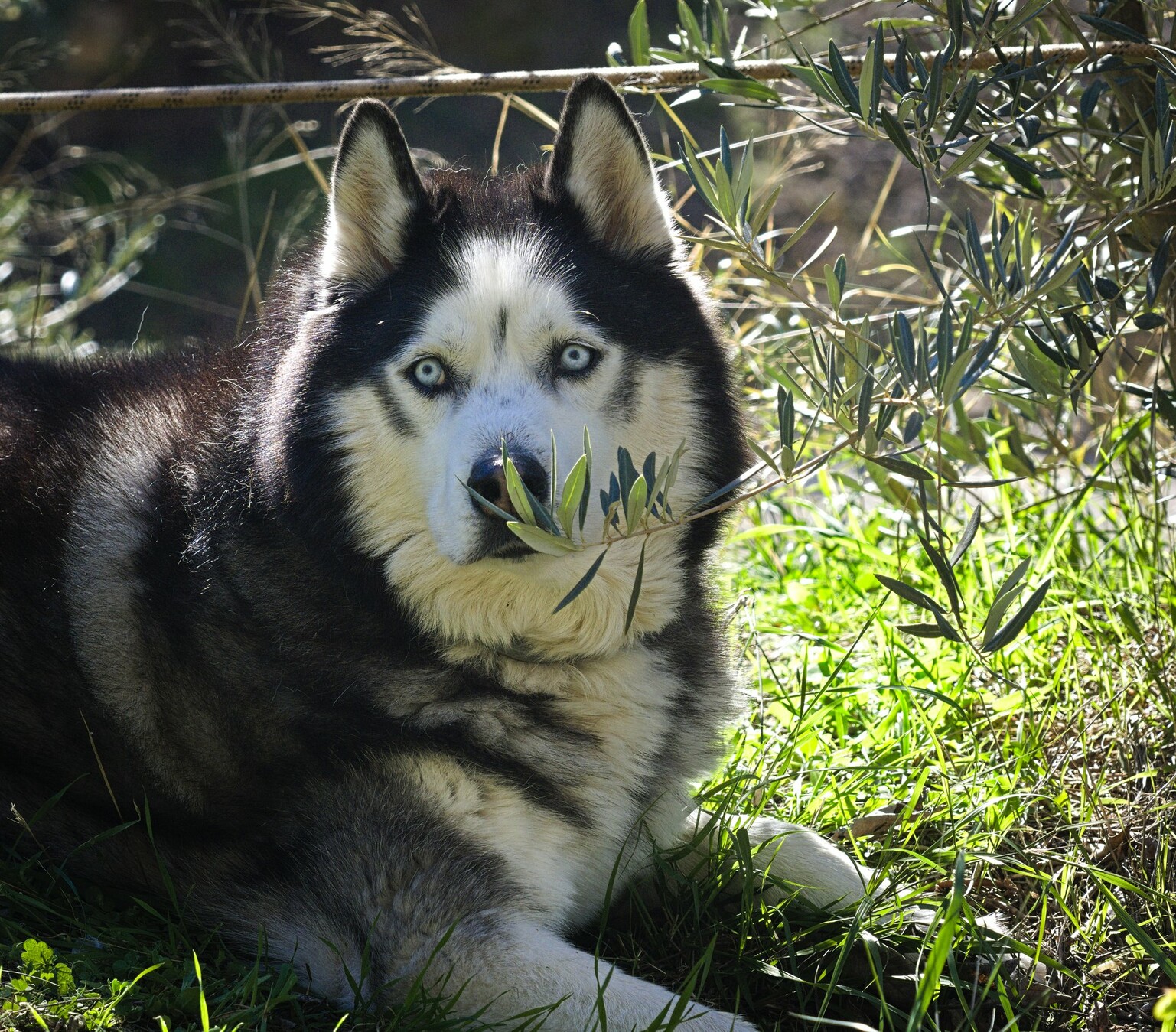 A picture of Arko. A mix husky and possible alaskan malamute with very pale blue eyes laying in the grass