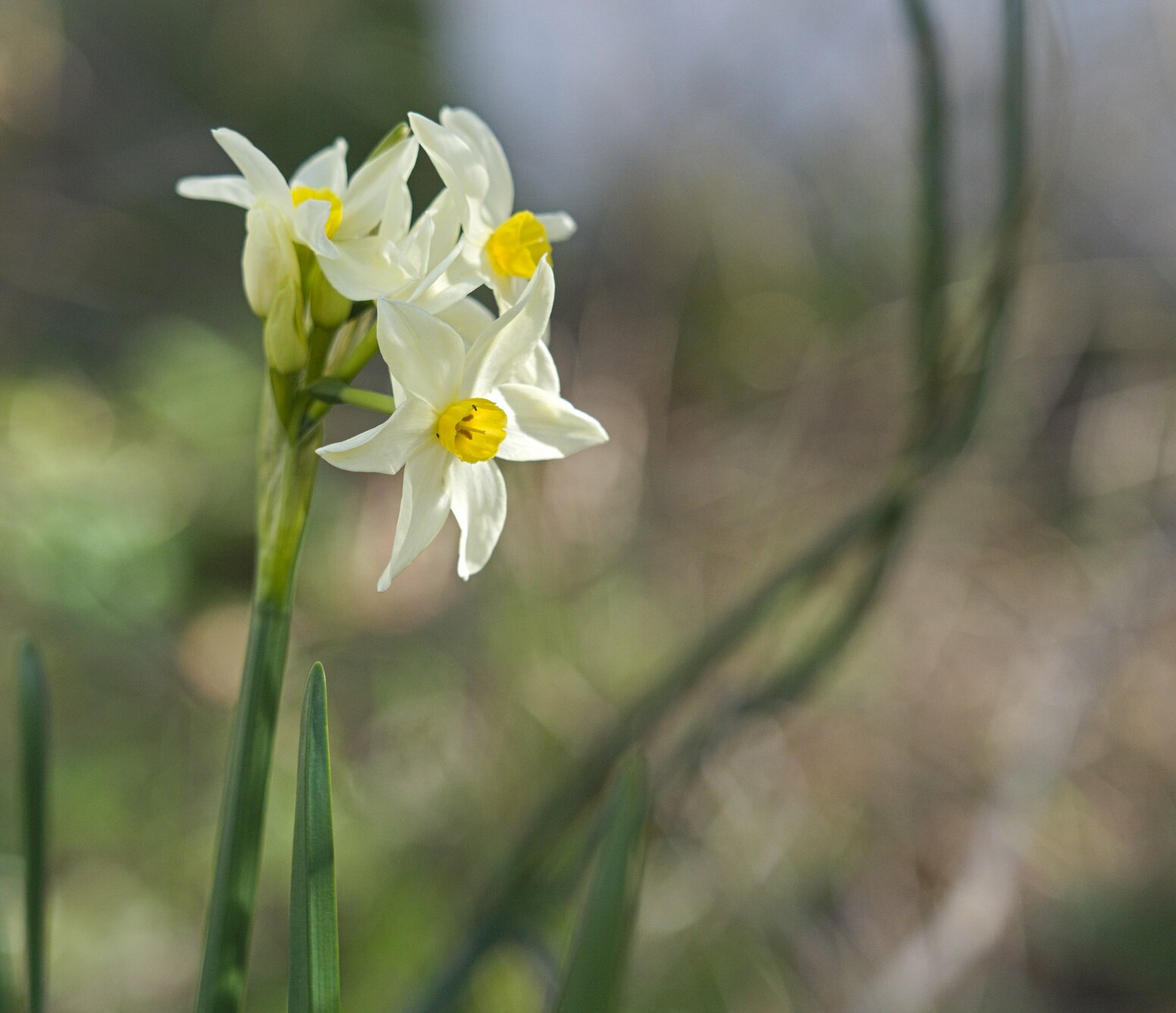 White petalled yellow trumpet tiny Narcissus