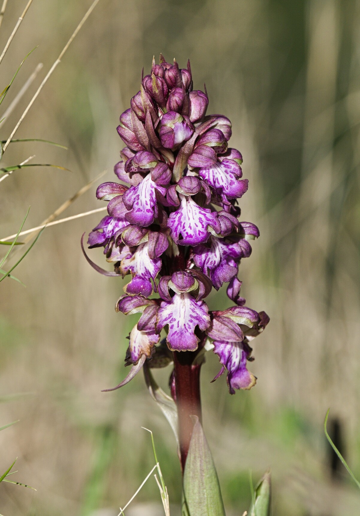 Giant orchid (Himantoglossum robertianum) with unfurling flowers