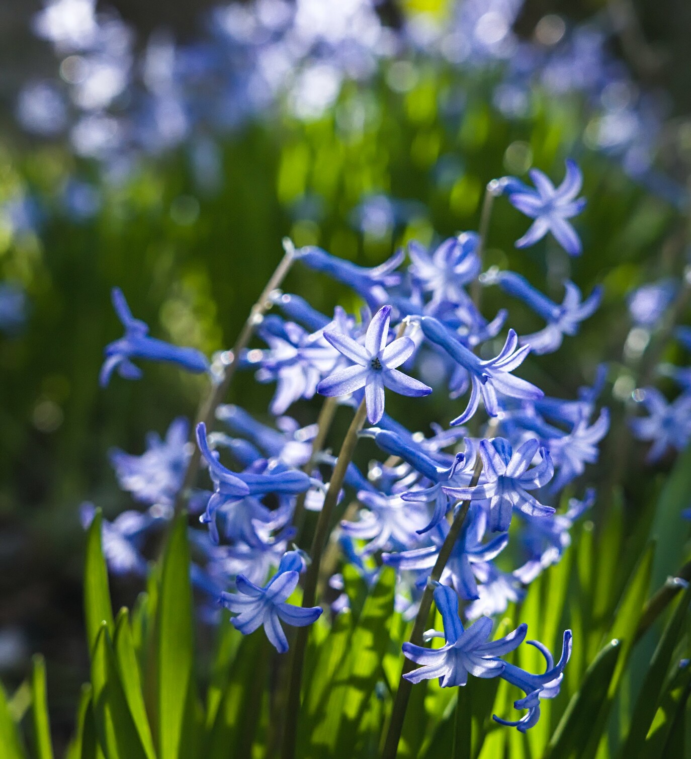 Blue bulb flowers Hyacinth scented