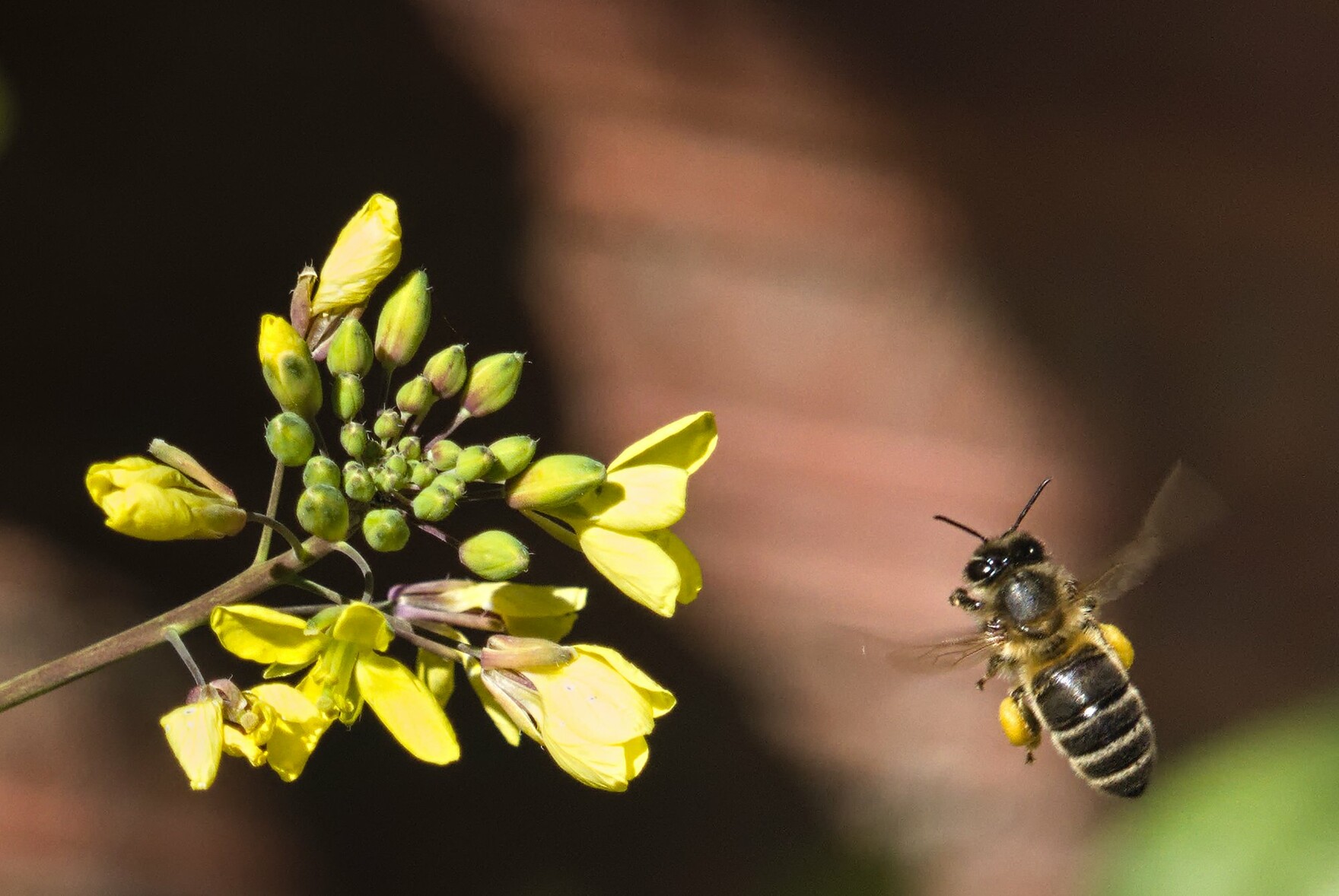 A bee flying towards a yellow flower (false mustard)