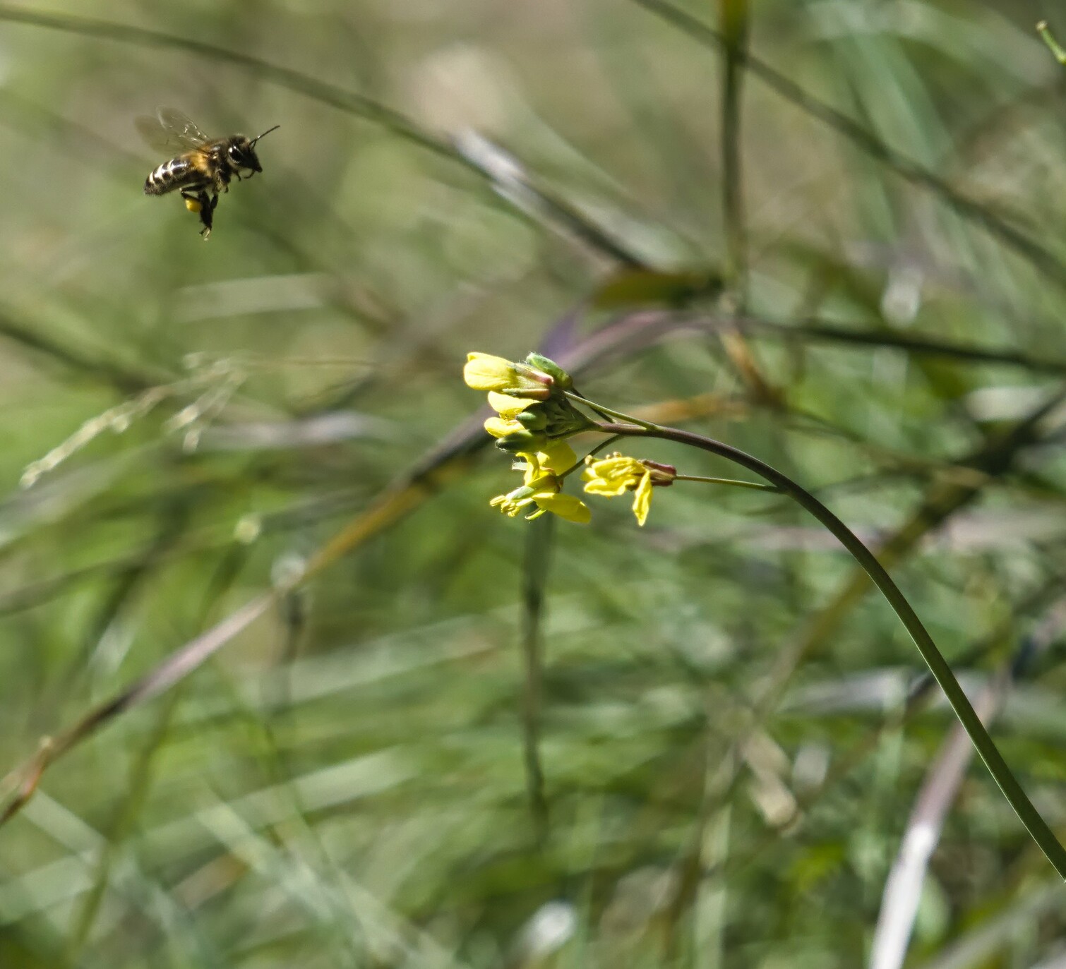 Bee flying towards a yellow flower (false mustard)