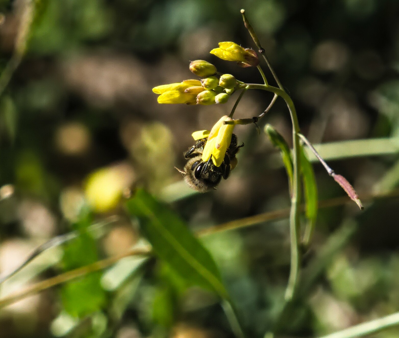 A bee feeding on the nectar from a yellow flower (false mustard)