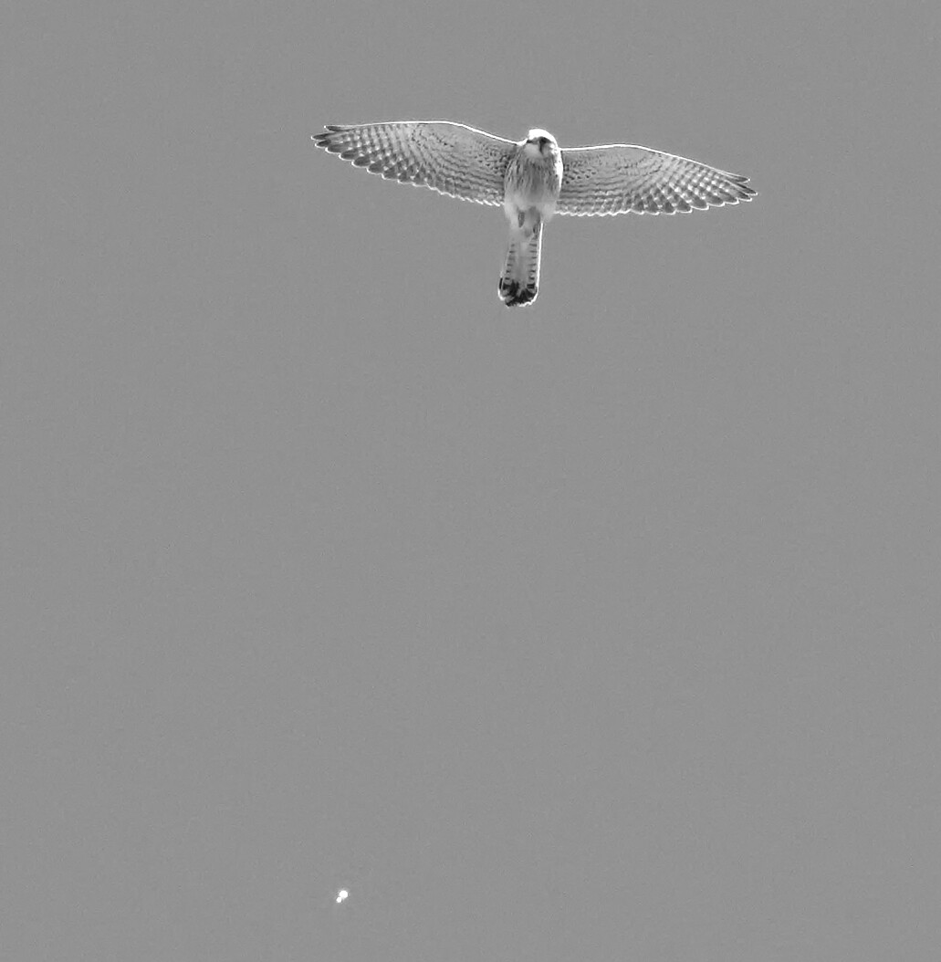 Black and white picture of a Common Kestrel hovering while looking sideways at the camera having aimed a poop in my direction