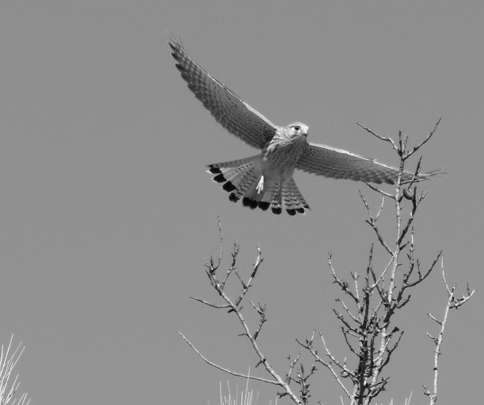 Black and white picture of a Common Kestrel flying off from a twig