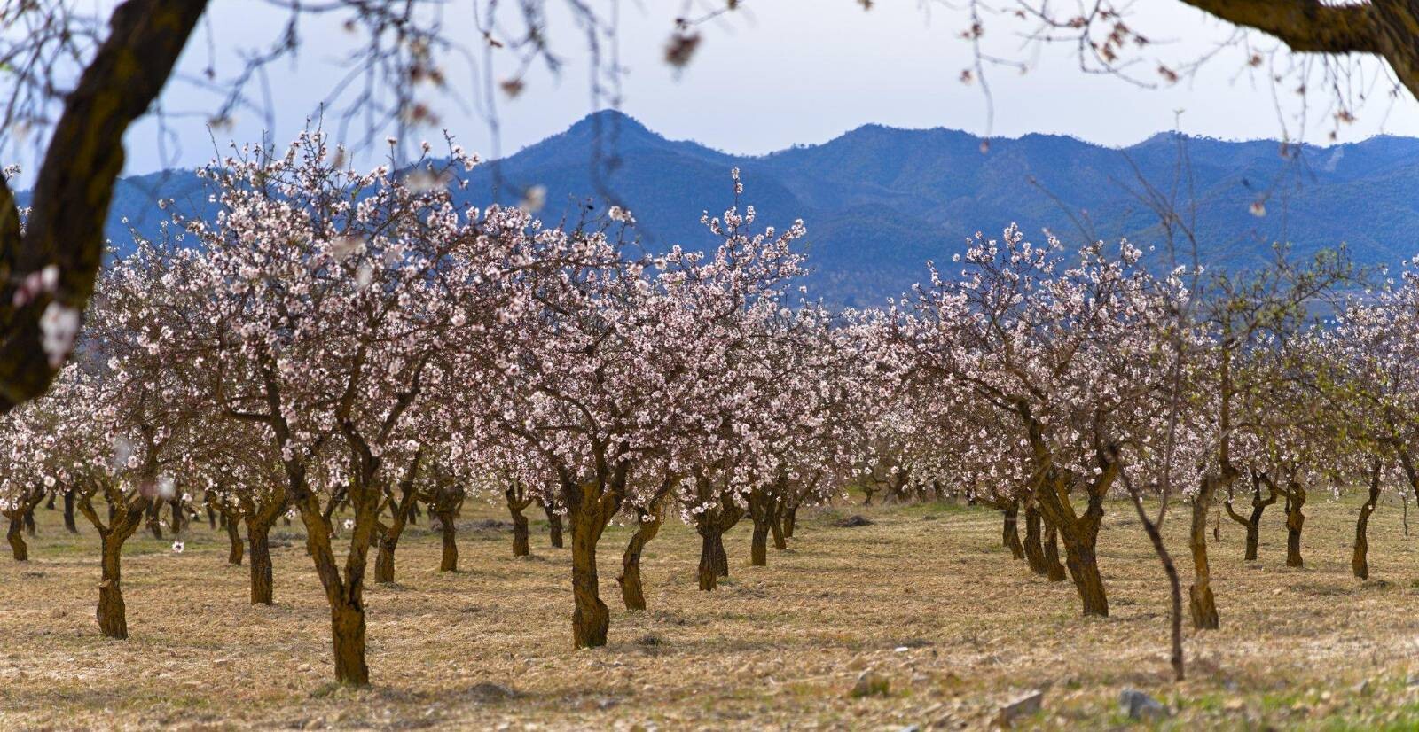 Almond grove in full bloom