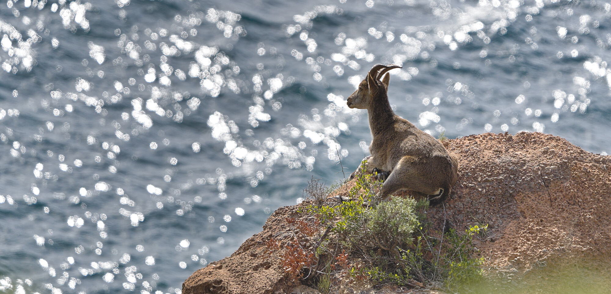 A Spanish Ibex laying down on a rock looking out over the Mediterranean sea