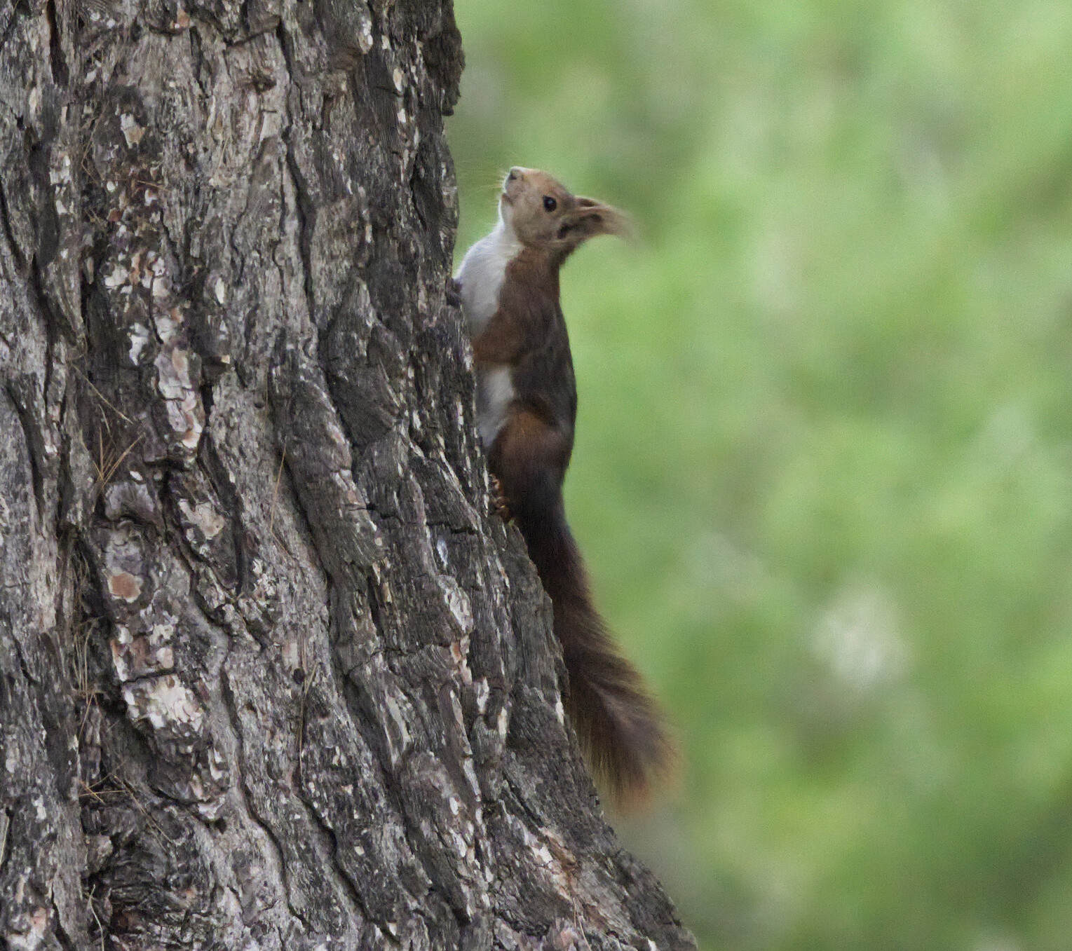 Red squirrel climbing up the side of a tree