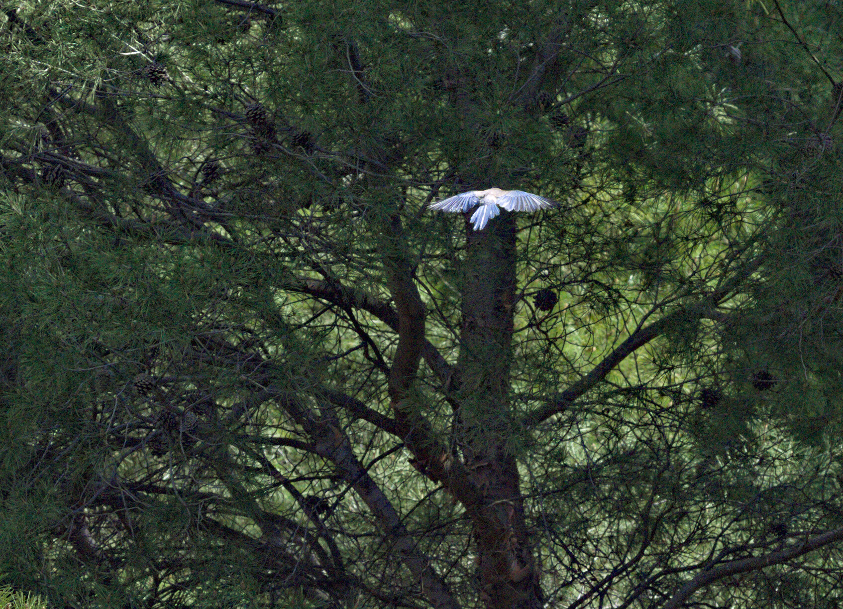 A picture of an Iberian Magpie flying away from the photographer towards a pine tree