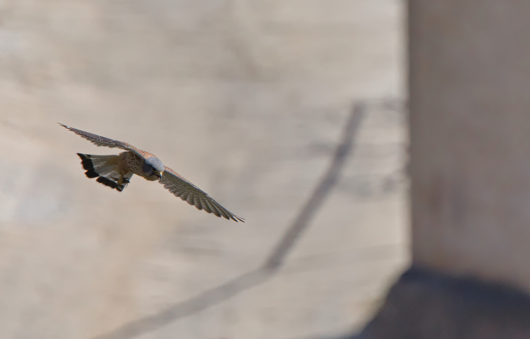 A photo of a Common Kestrel flying towards the photographer holding a grasshopper in it's foot