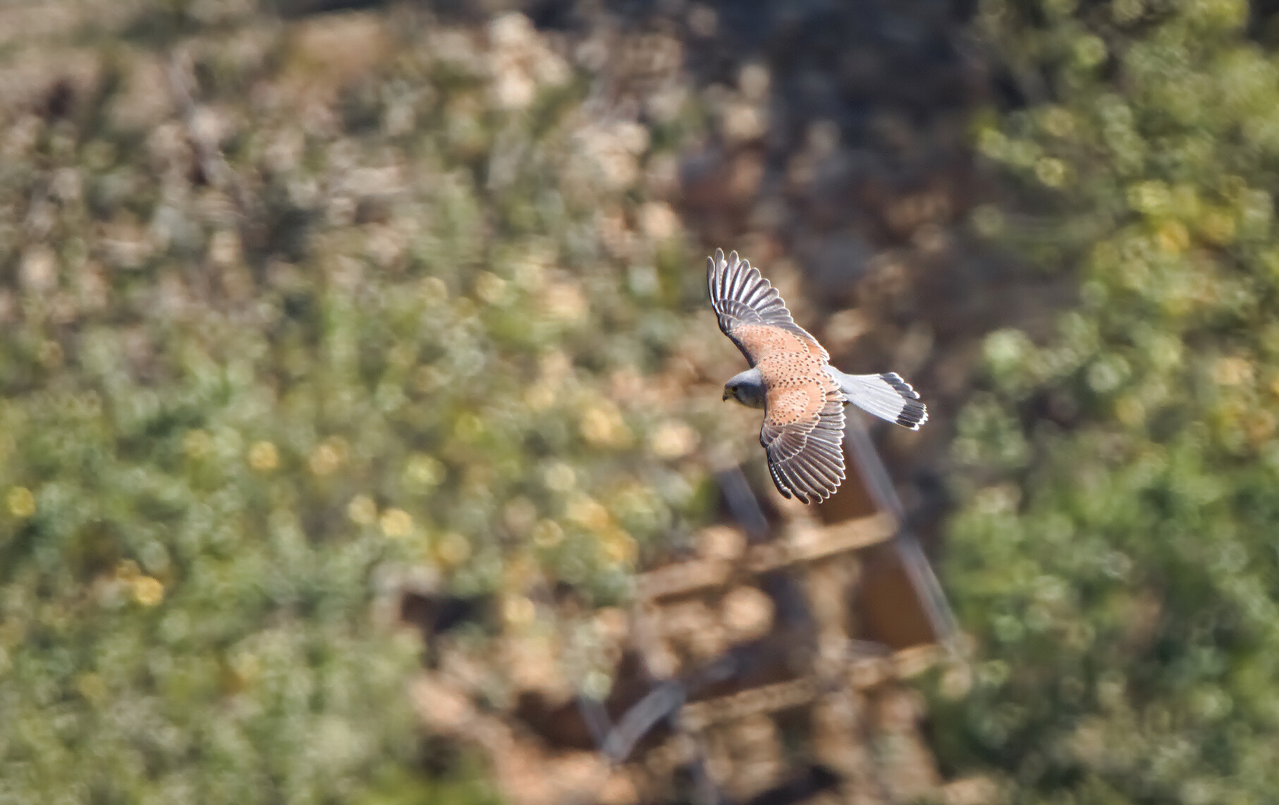 A photo of the top view of a Common Kestrel flying over lemon trees