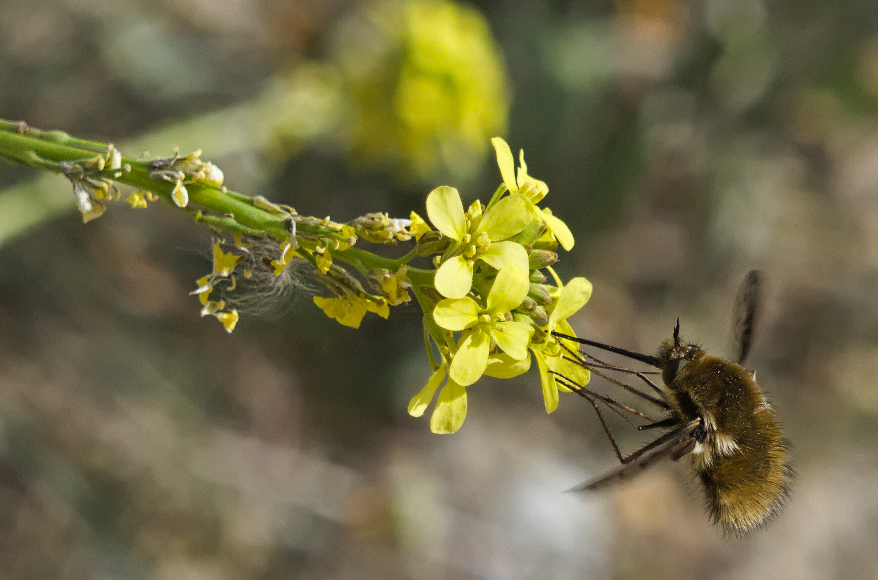 A Bee-fly in flight feeding on the pollen of a yellow flower