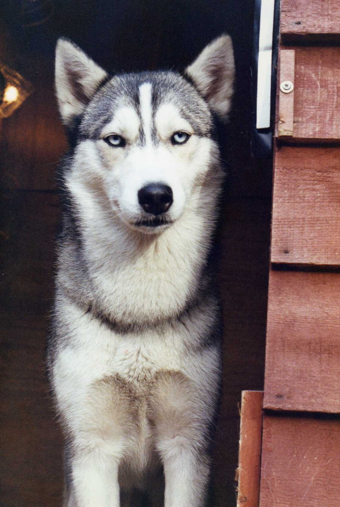 Grey and white Siberian husky with pale blue eyes looking out from a kennel