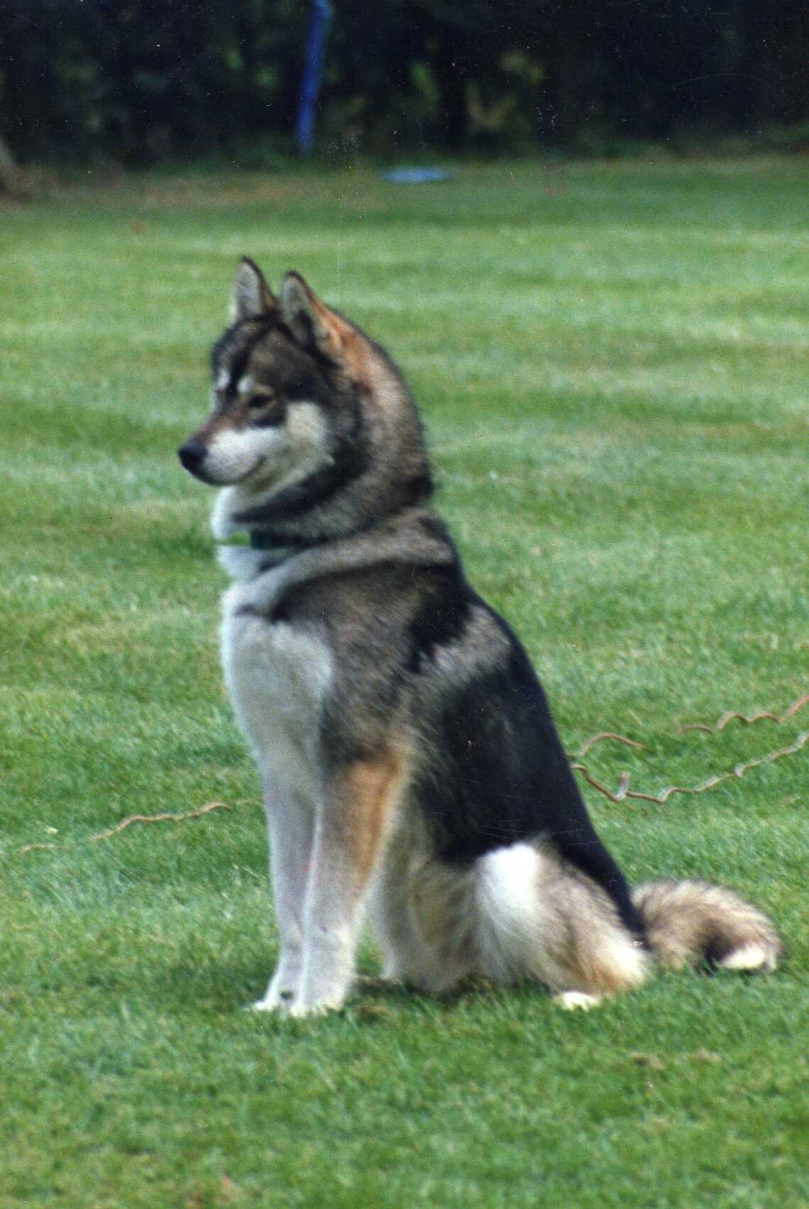 A handsome black white and brown Siberian husky sat on the green grass