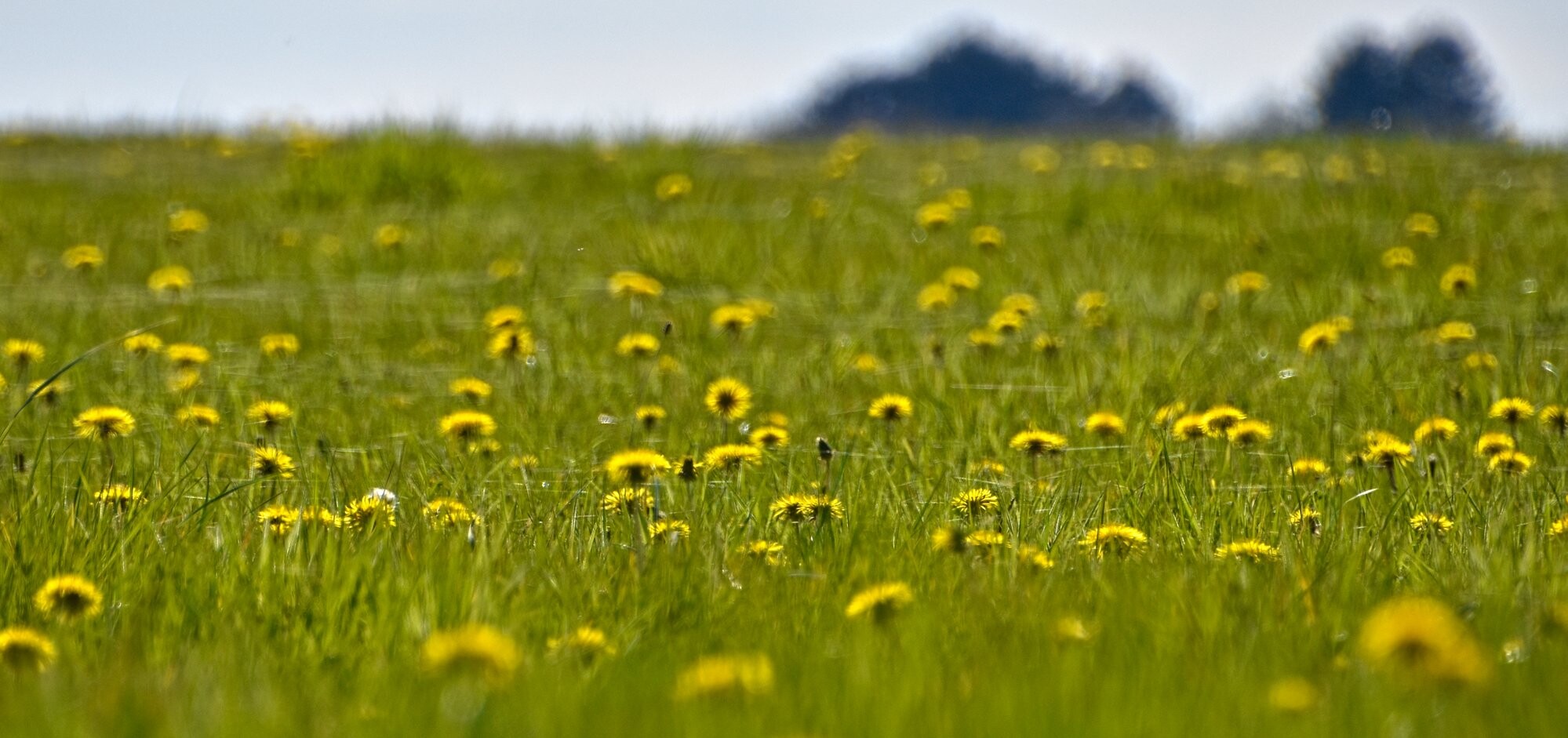 A field of dandelions in and out of focus with cobwebs flowing over them.