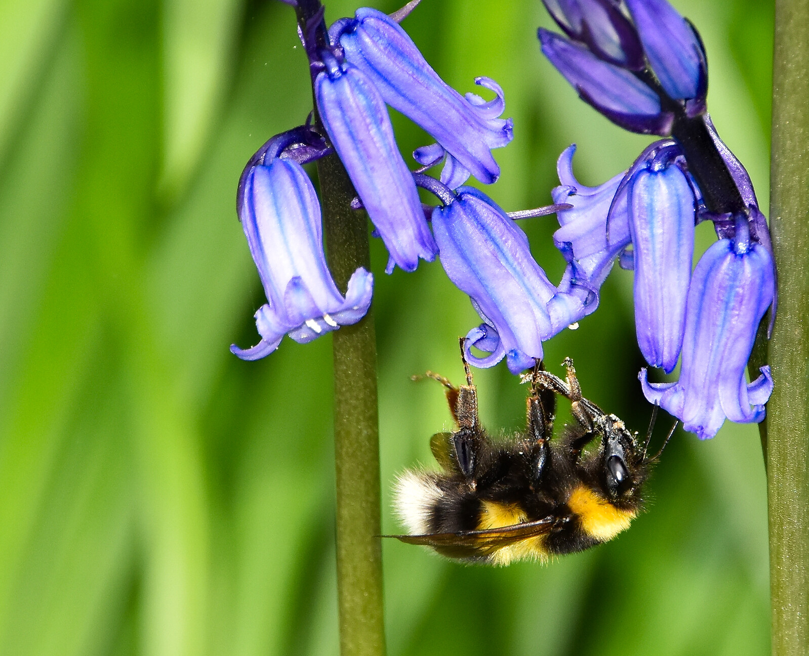 A close up shot of some British Bluebell flowers, blurred green grass background, with a black and yellow bumble bee hanging upside down from one of the flowers having fed on the nectar