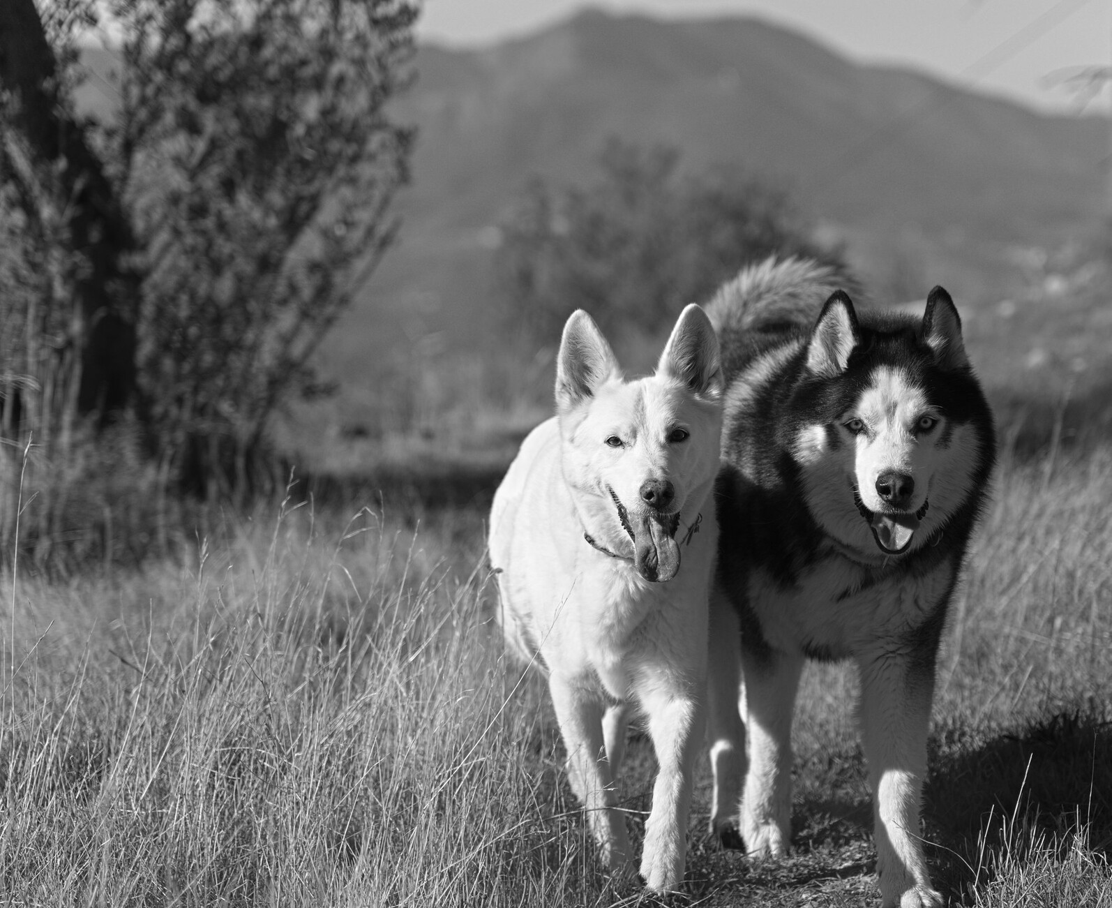 A black and white picture of two dogs trotting next to eachother. Dog on the left is white and dog on the right is black and white with blue eyes. 