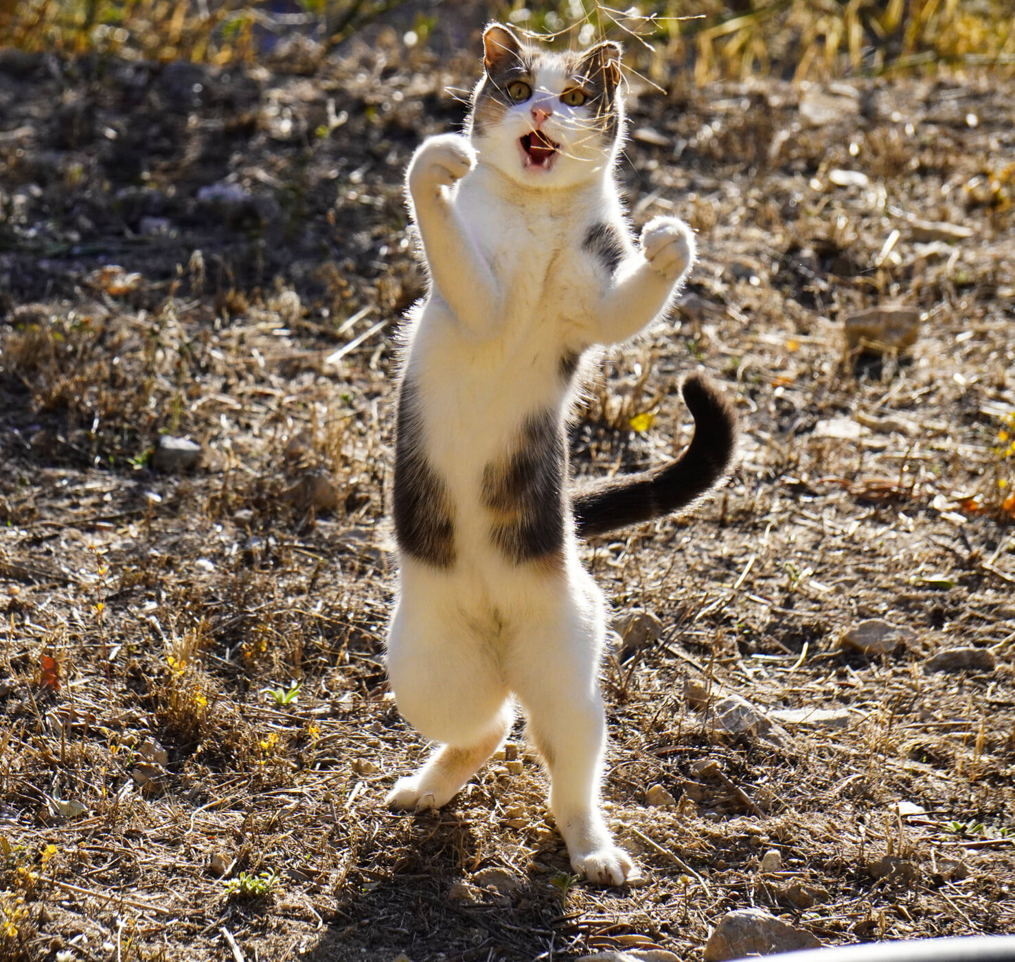 A calico coloured cat standing on her back legs looking like she is dancing