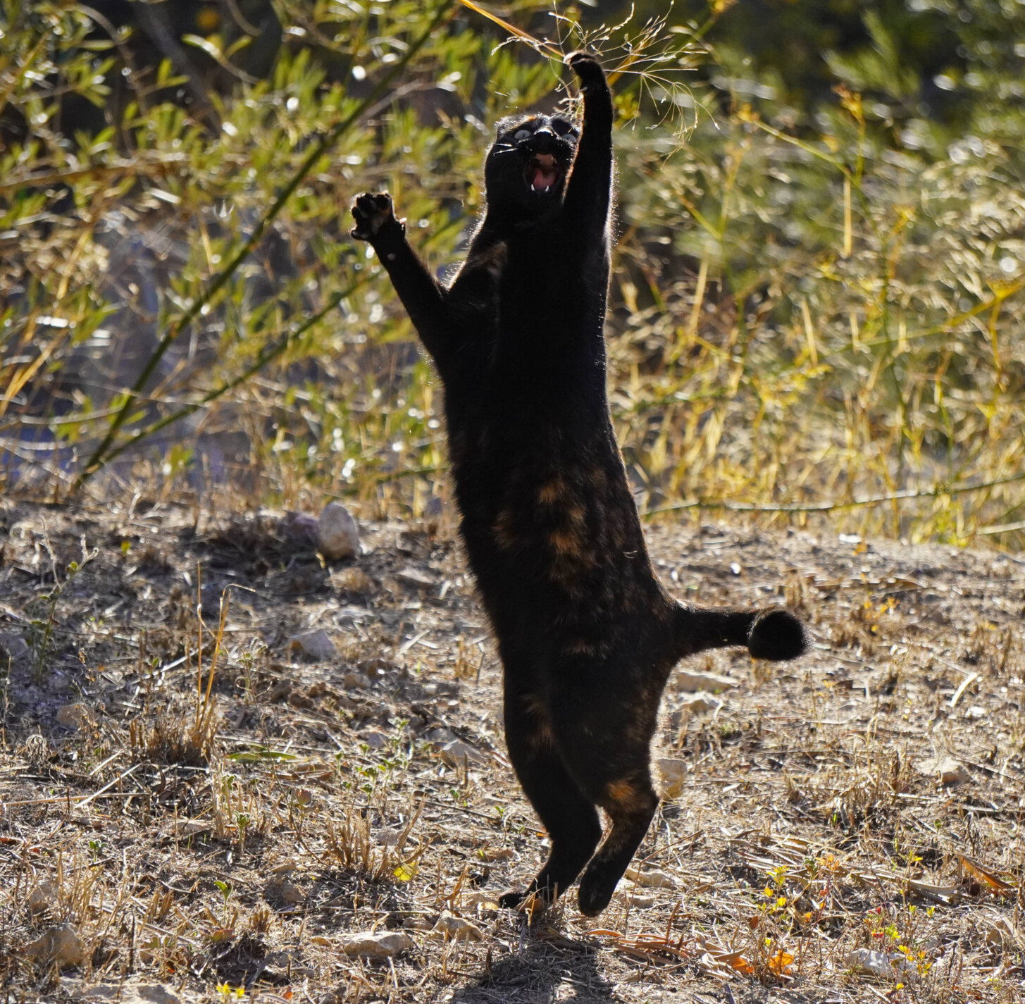 A tortoiseshell coloured cat standing on her back legs looking like she is dancing