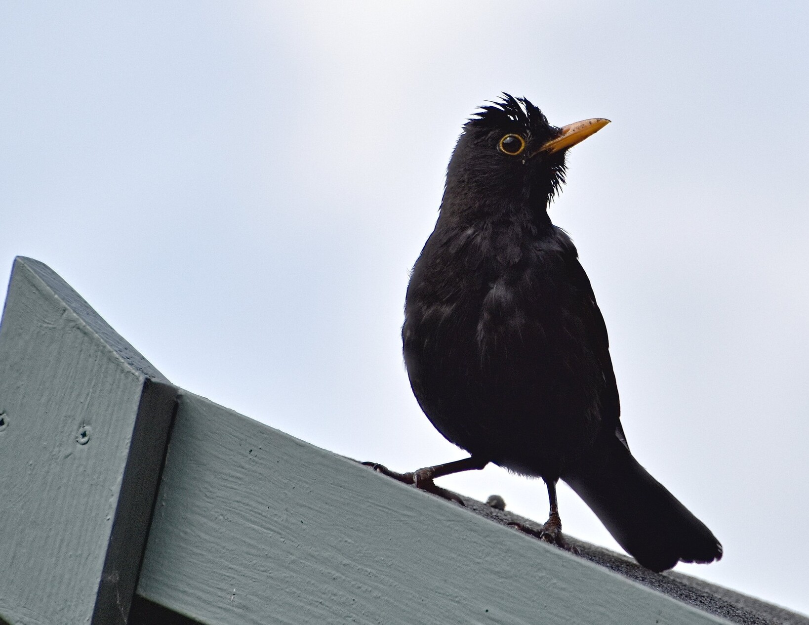 A male Blackbird standing on top of a green wooden shed. The feathers on the top of his head are standing up and also those on his throat. 