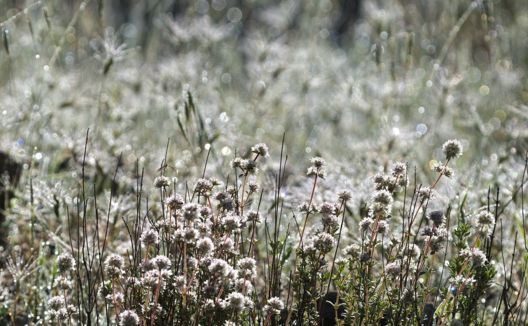 Sparkling dew covered wild grass and flowers