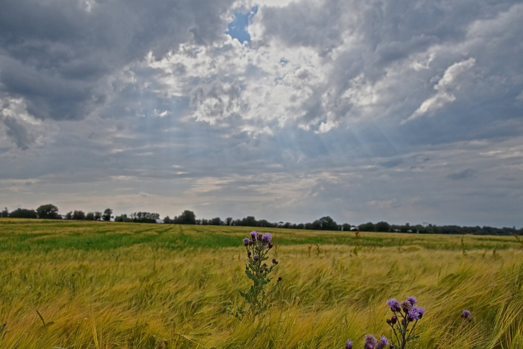 Sun rays shining through the clouds onto a field of yellow and green barley with a purple thistle at the forefront