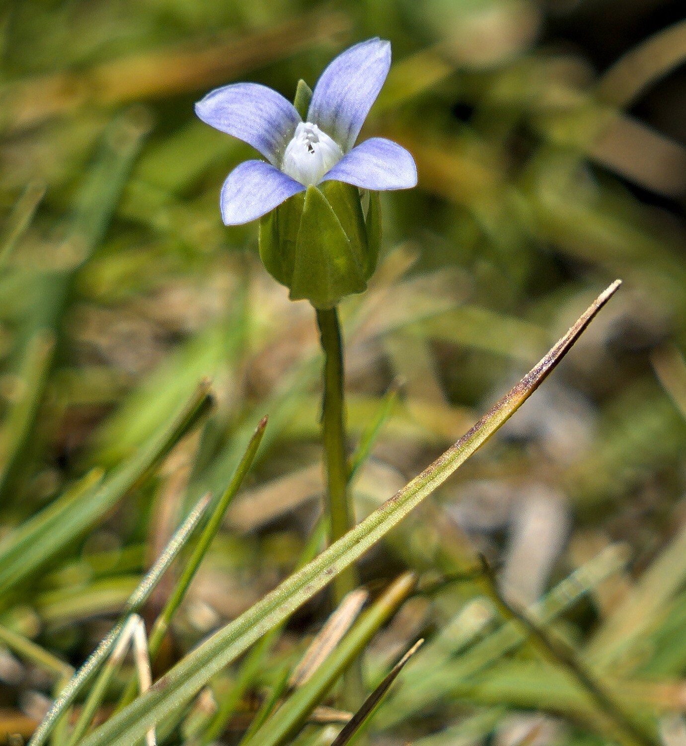 Gentianella tenella (Lapland Gentian). Grows between 2800 and 3200m. It has a wide distribution but is classed as a threatened species in the Sierra Nevada.