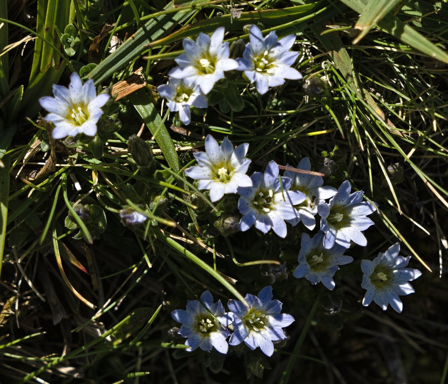 Gentiana boryi. Grows between 2200 and 3200m. I believe this only grows in Iberia and only on two other mountain ranges. It is classed as a vulnerable species.