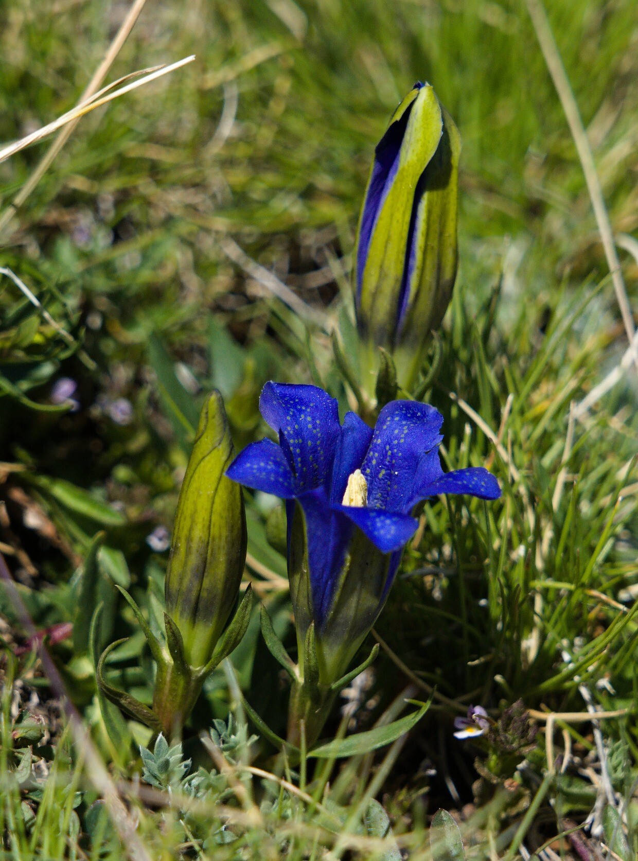 Gentiana pneumonanthe subsp. depressa (Marsh Gentian). It grows between 2200 and 3200m. It is endemic to the Sierra Nevada and is classed as a vulnerable species.