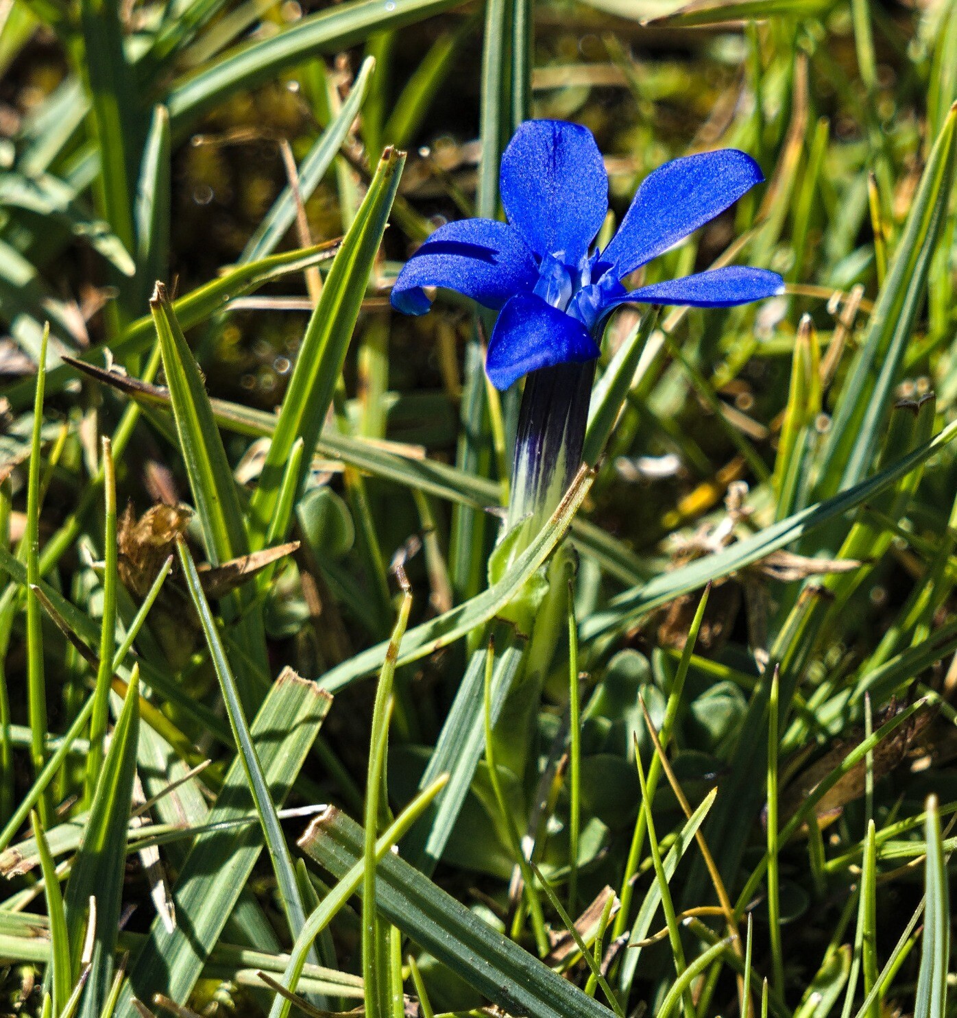 Gentiana sierrae (Spring Gentian). Grows between 1700 and 3200m. It is endemic to the Sierra Nevada.