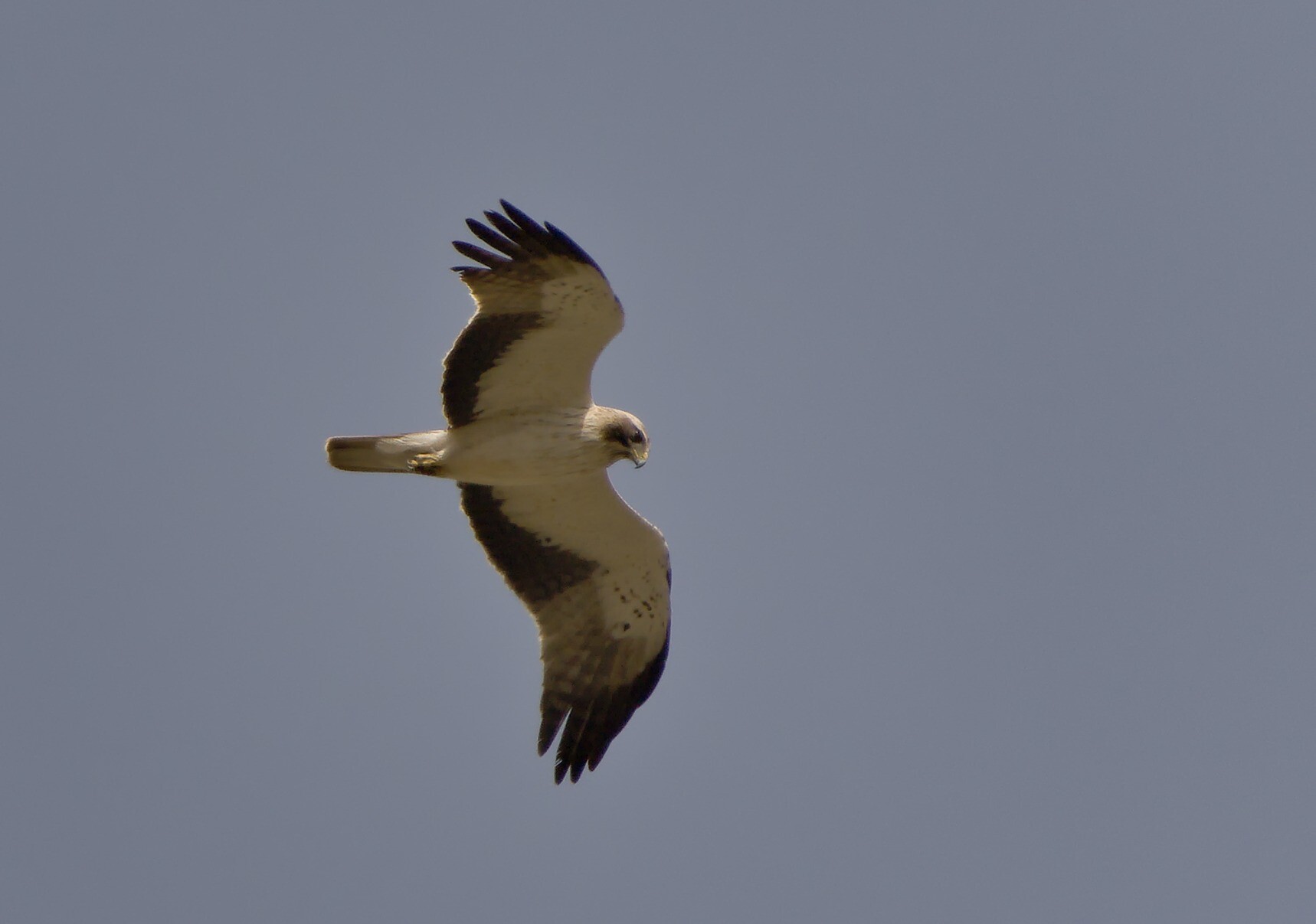 An underside shot of a Booted Eagle. 