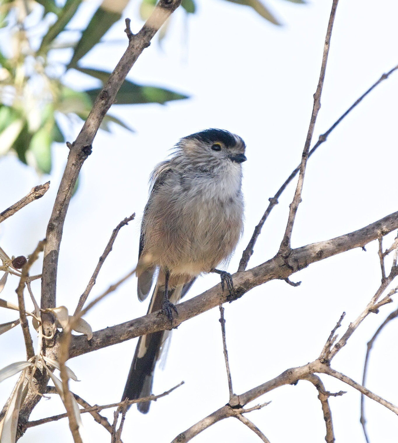 A Long-tailed Tit sitting still for a second in an olive tree, you can just start to see the white head stripe