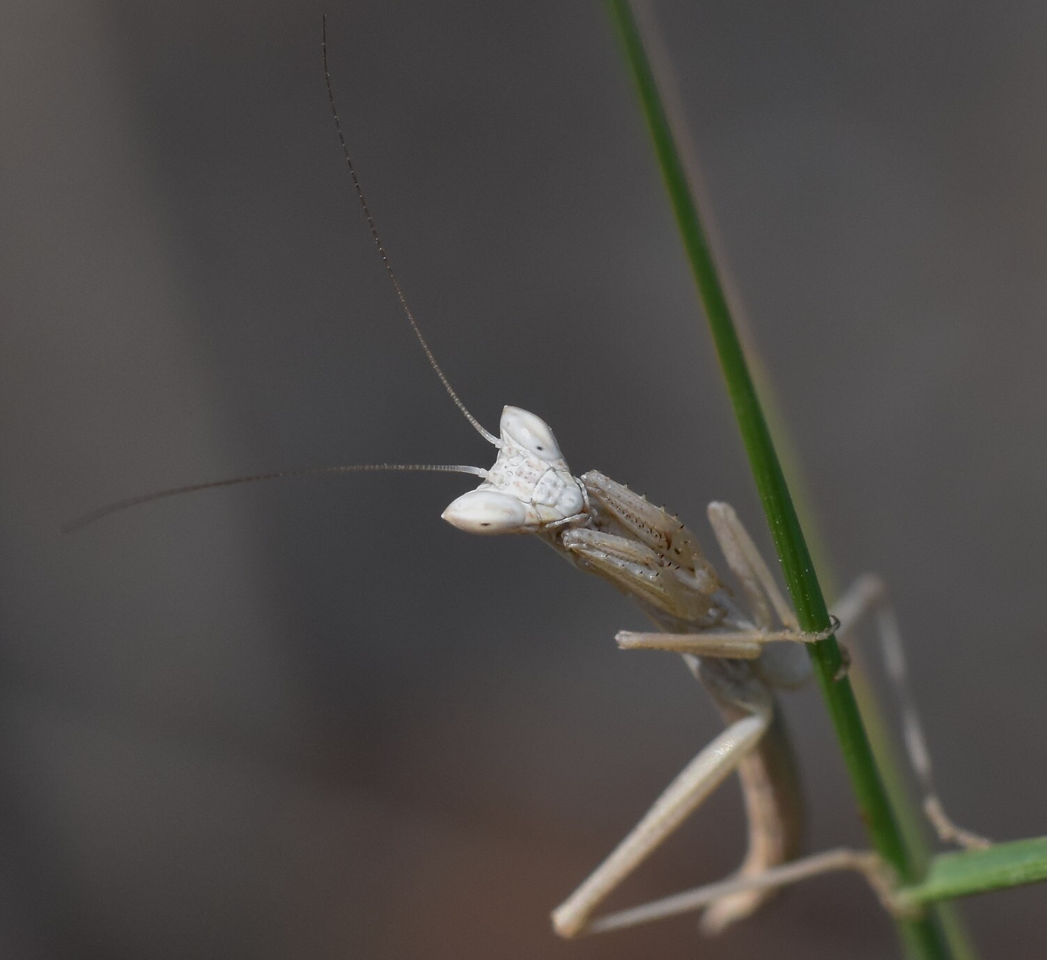 A tiny baby Praying Mantis looking straight at the camera while clinging onto a blade of grass.