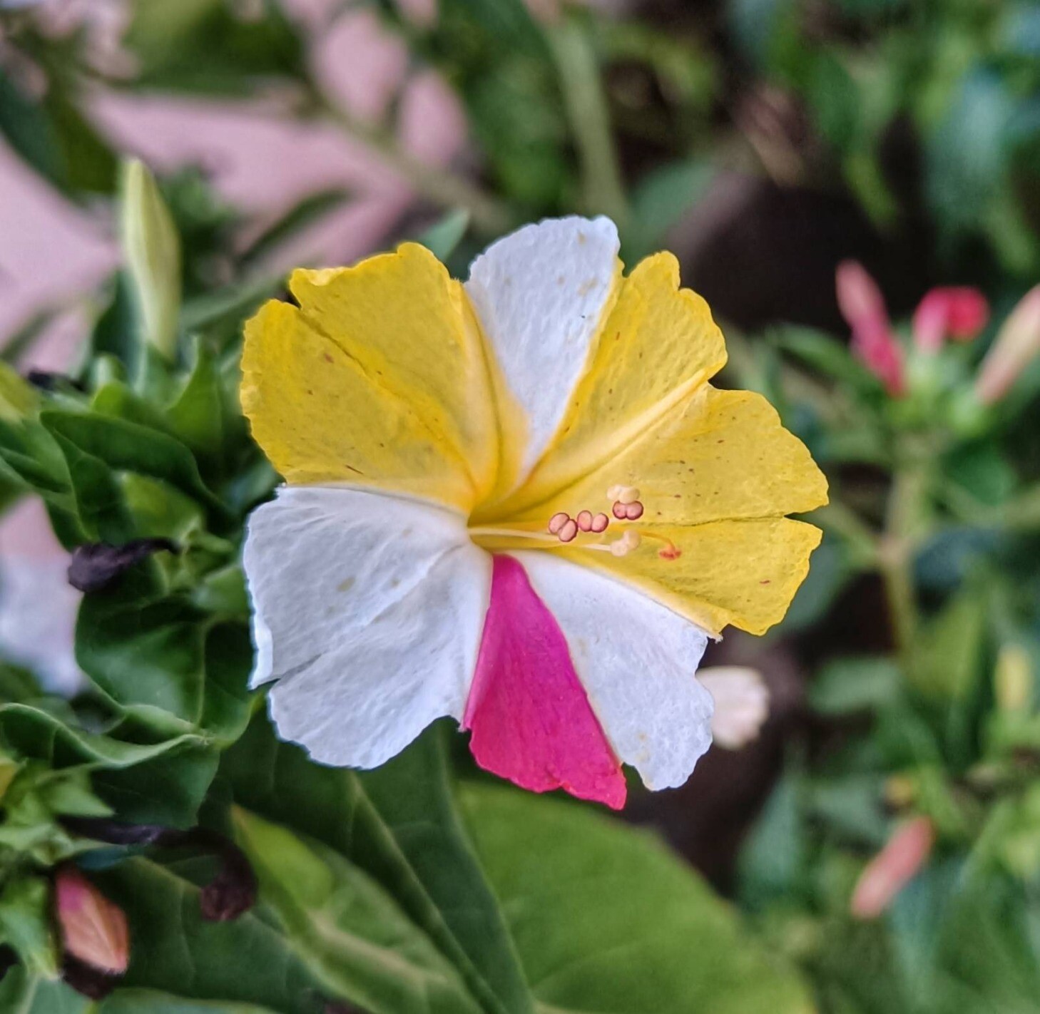 Four O Clock flower. The flower is yellow, white and pink.