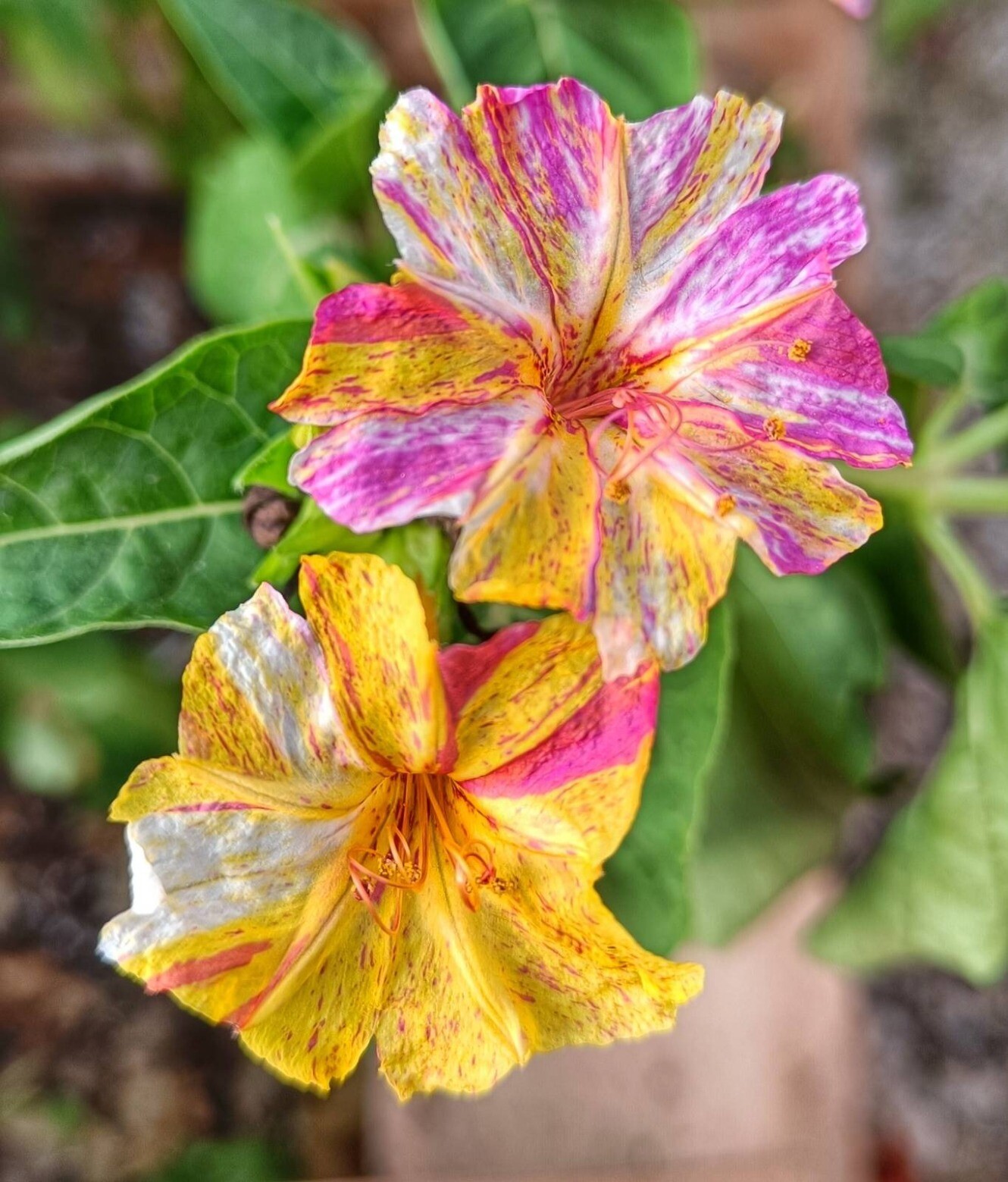 Four O Clock flowers. these ones are a mix of yellow pink white all blended into one