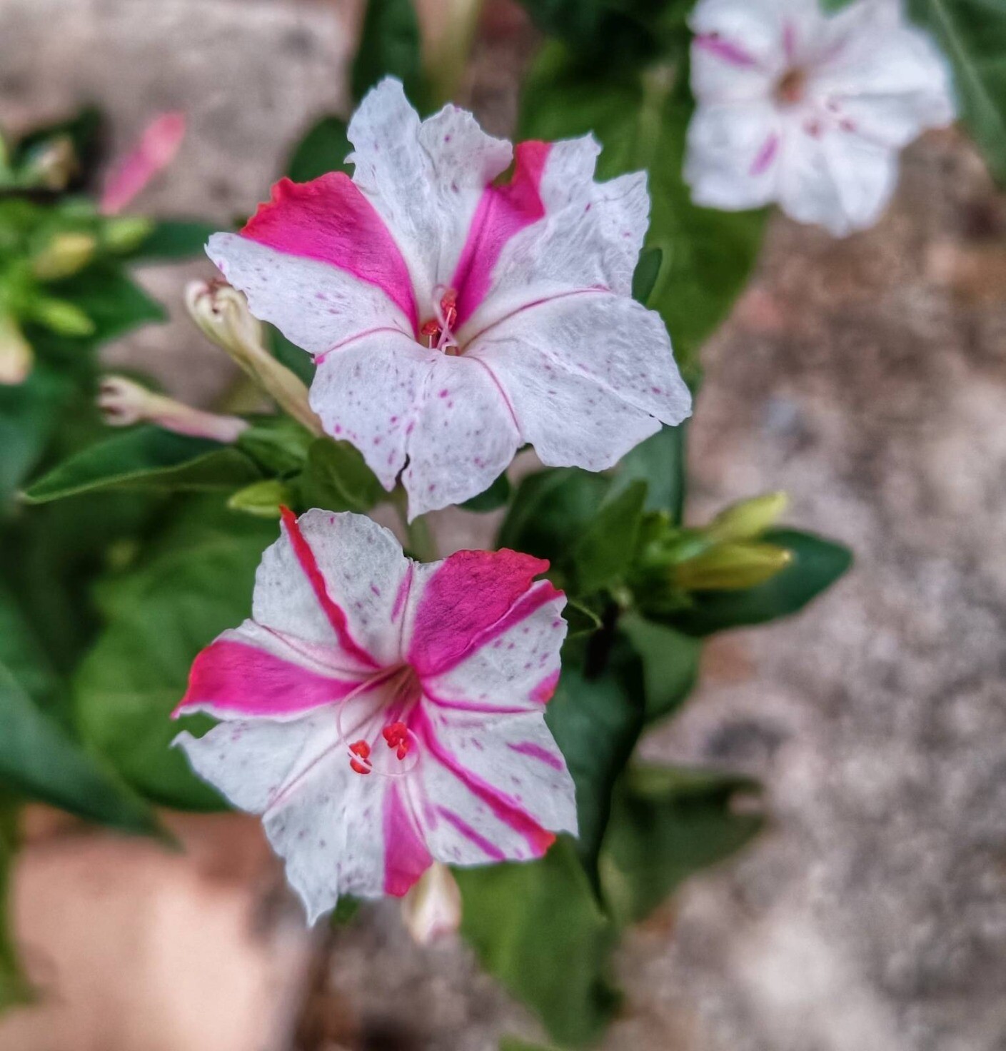 Four O Clock flowers. These particular ones are a mixture of white and pink