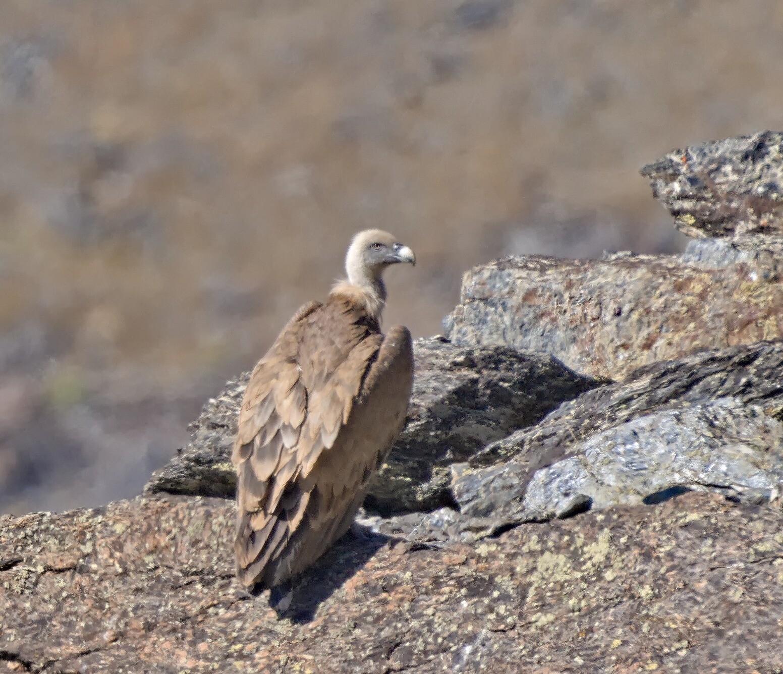 A Griffon Vulture resting on some rocks blending in with it's surroundings