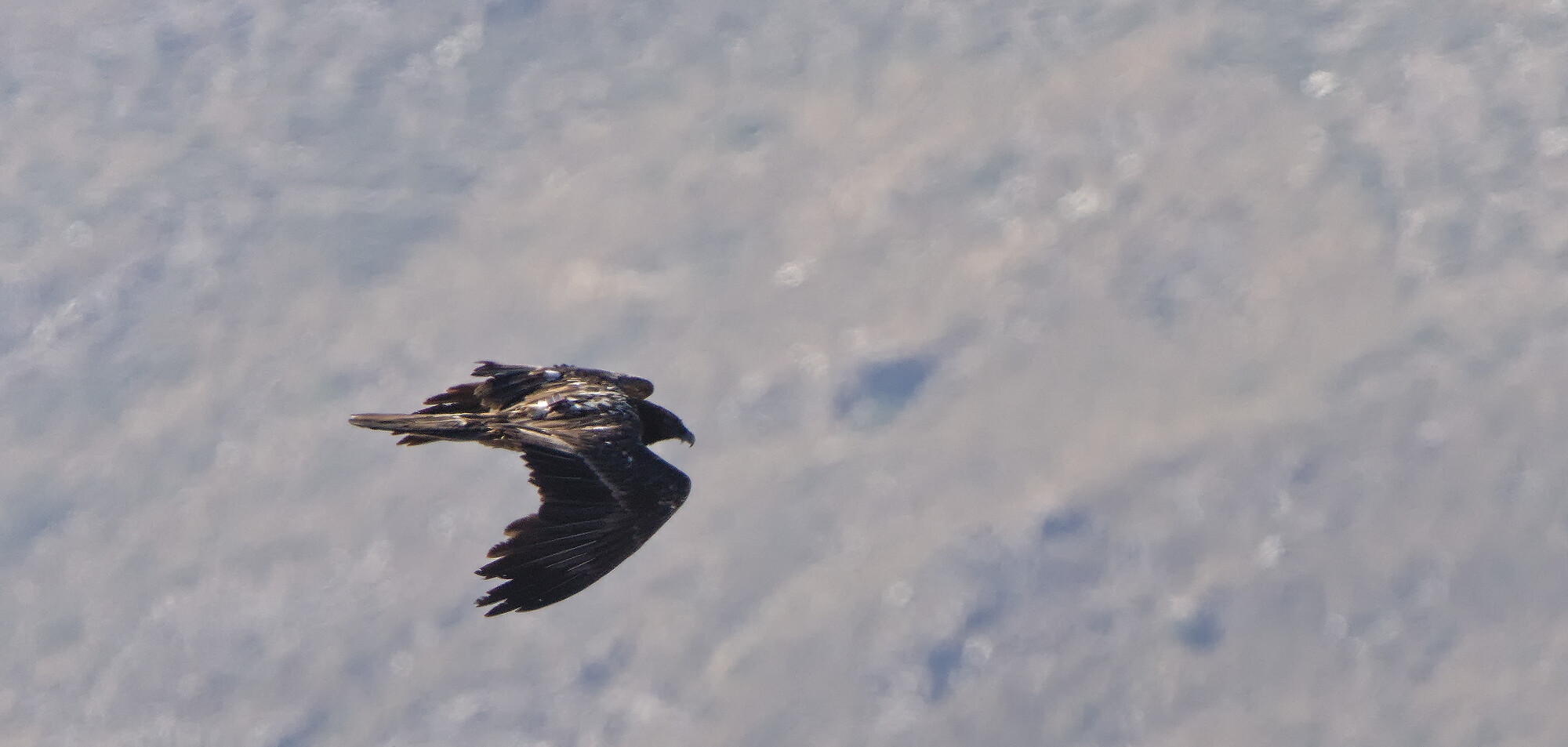 Lammergeier flying past showing it's beard and a satellite tracker on it's back