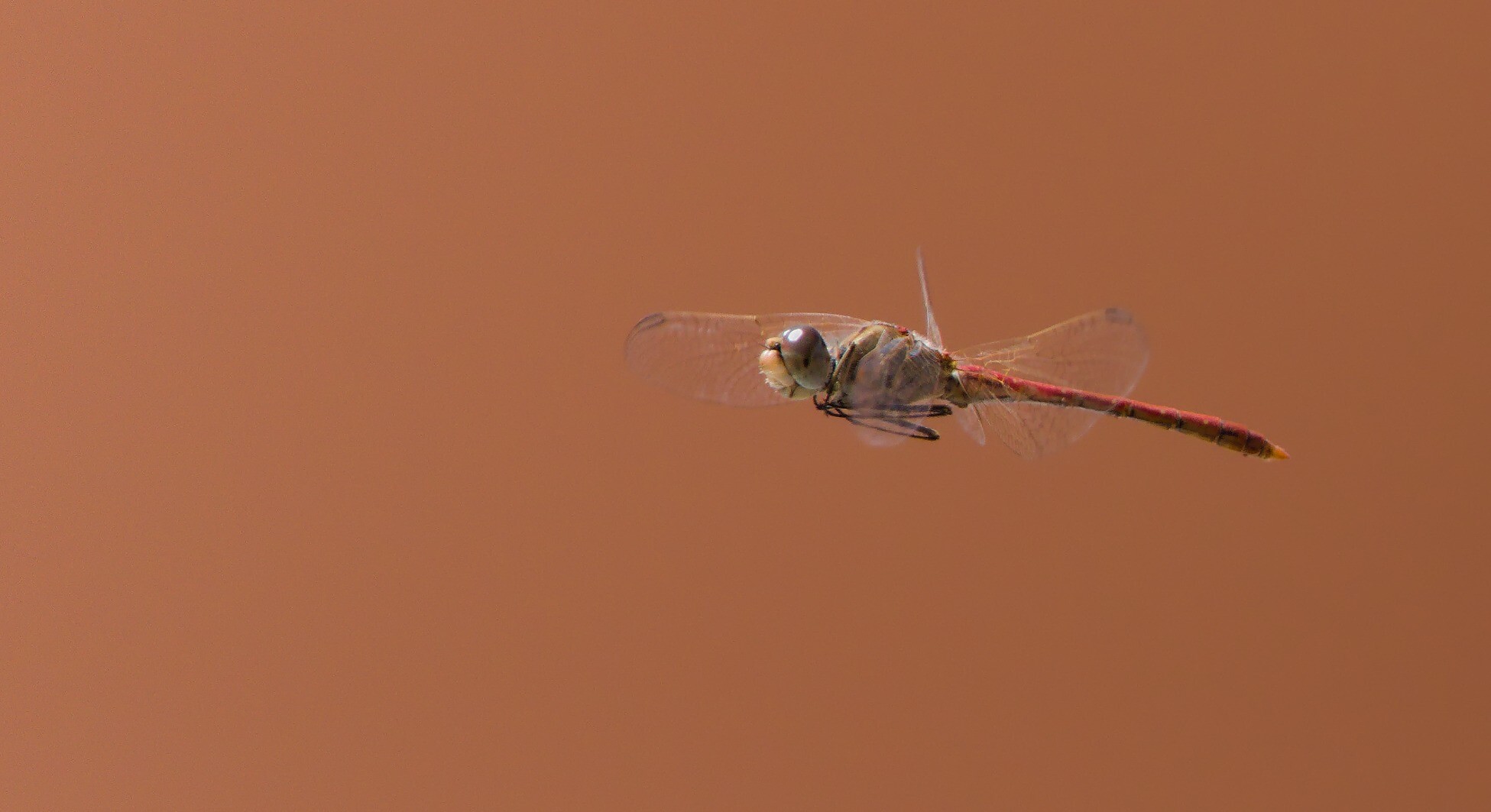 Side view of a dragonfly flying past with a terracotta wall background.