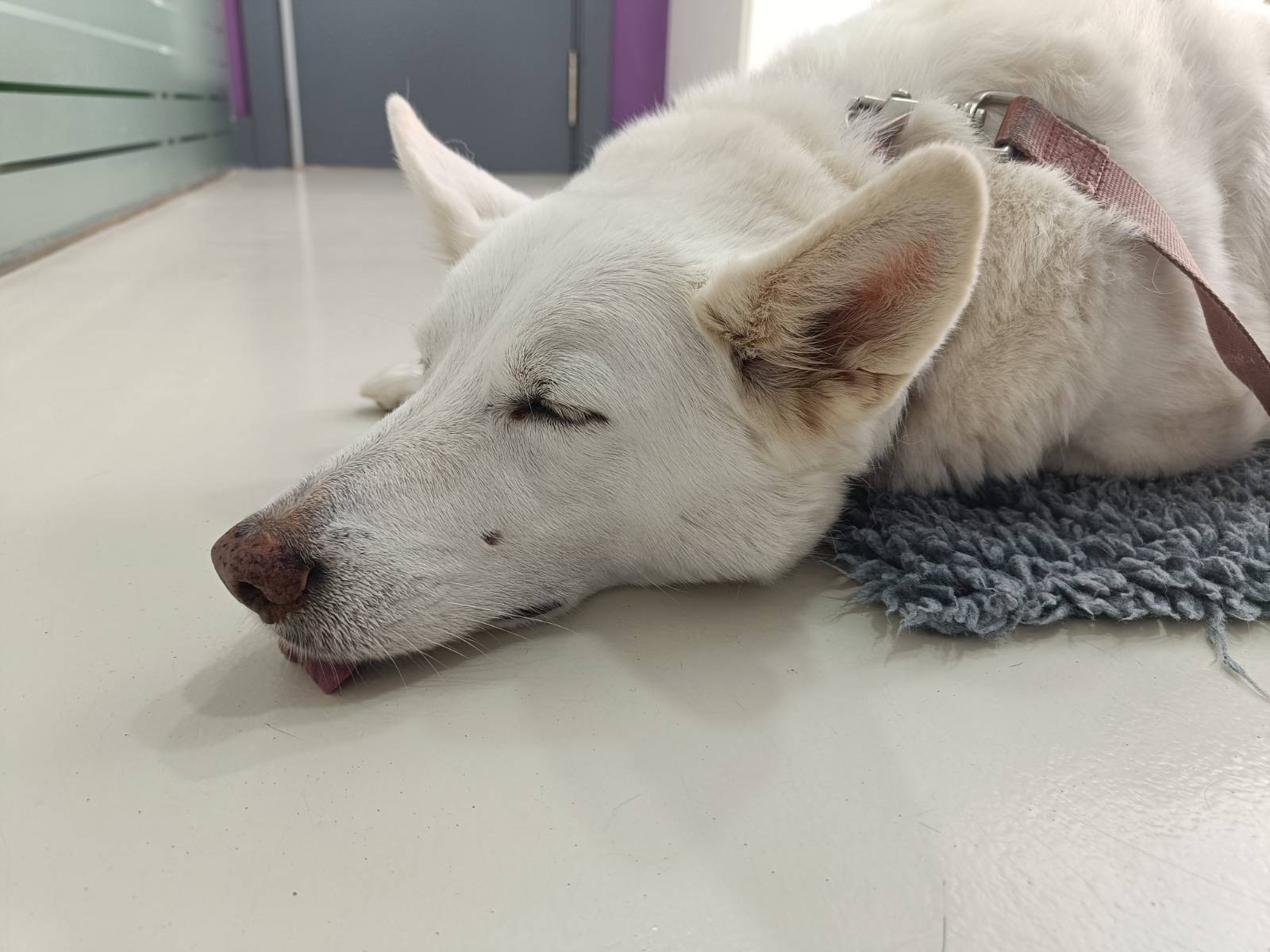 Picture shows a sleeping white dog on the floor of the vets with her little tongue popping out of her mouth.